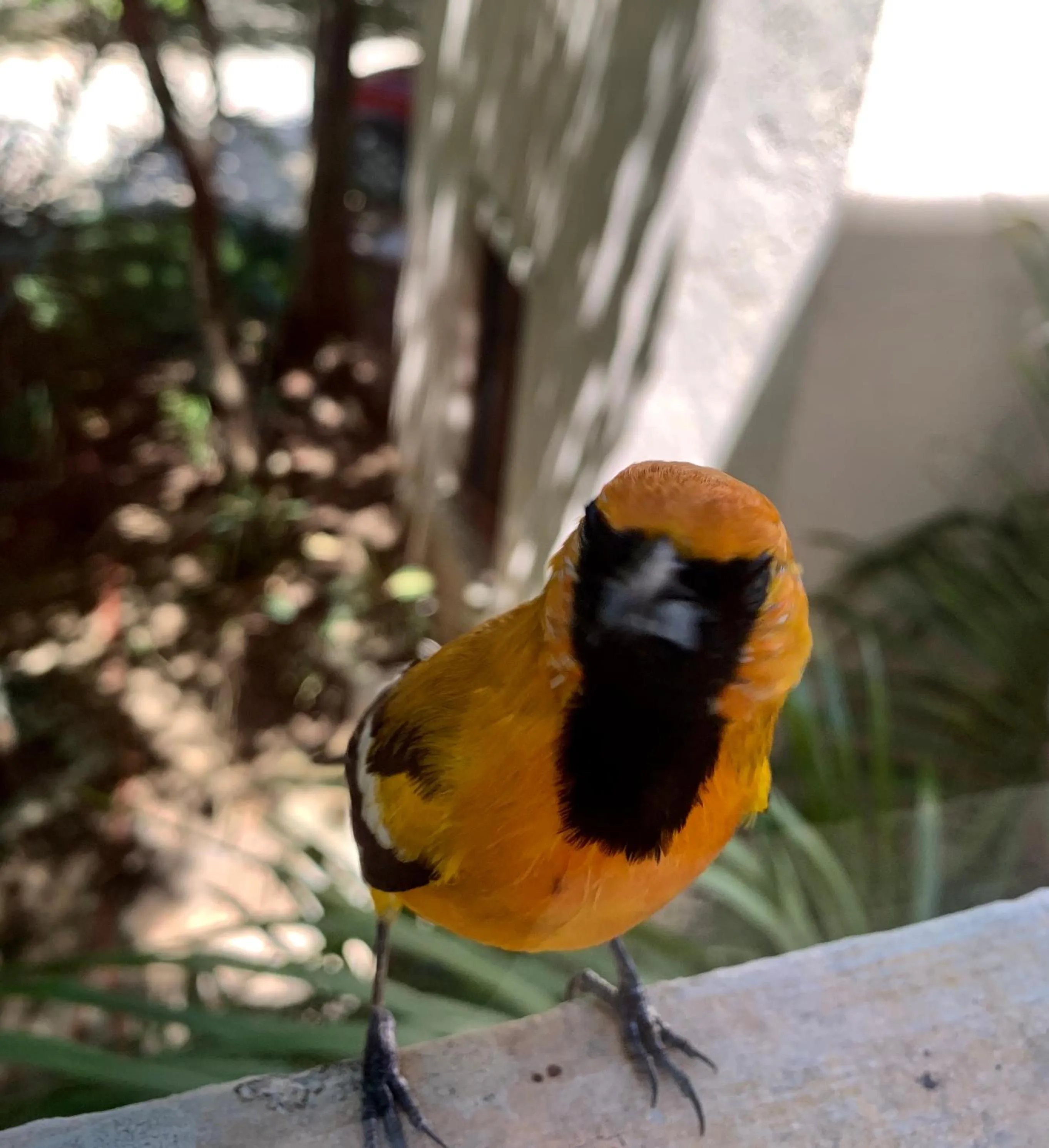 On site in La Villa Mexicana by Diving Prestige