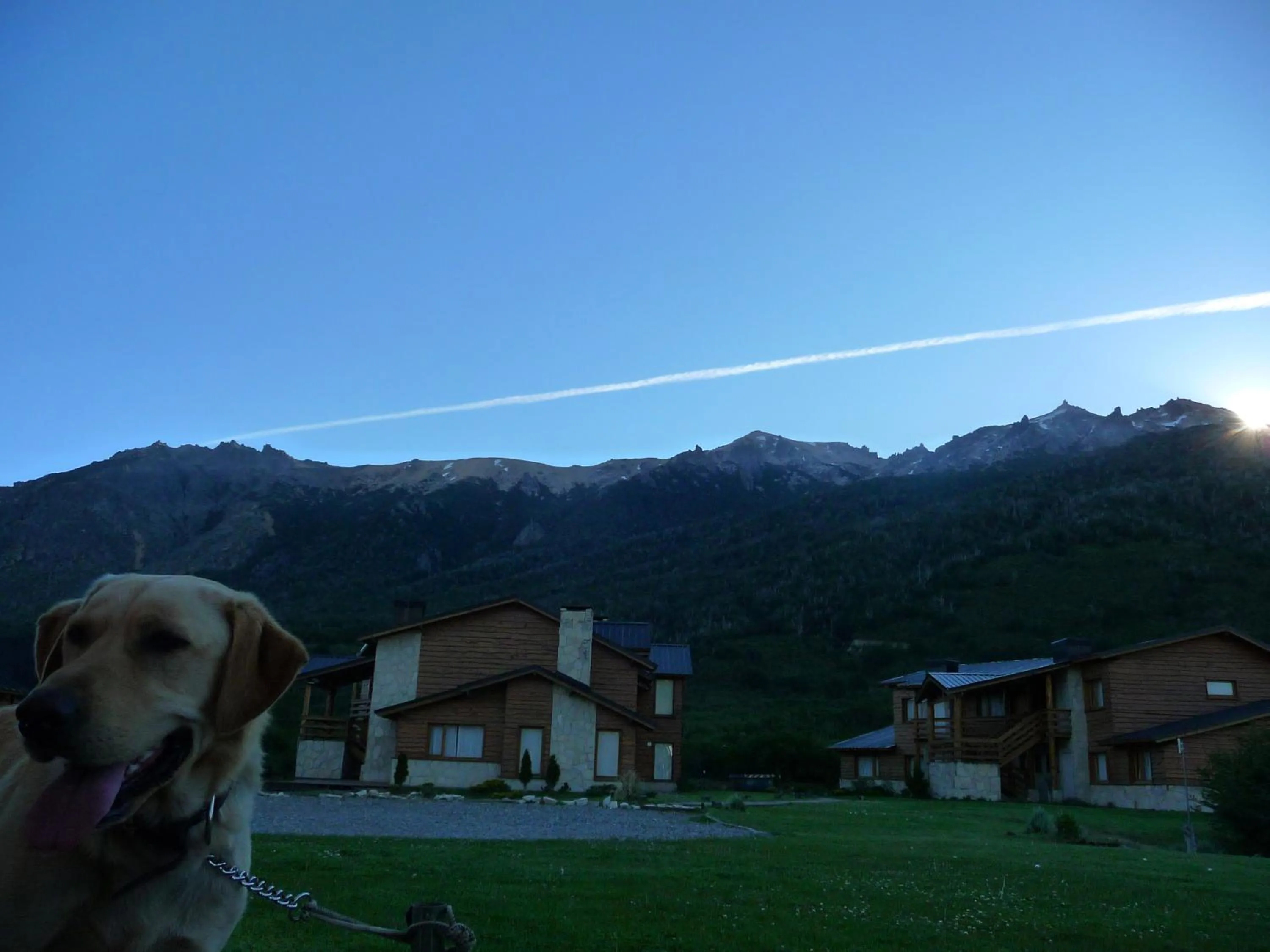 Pets in Galileo Boutique Hotel