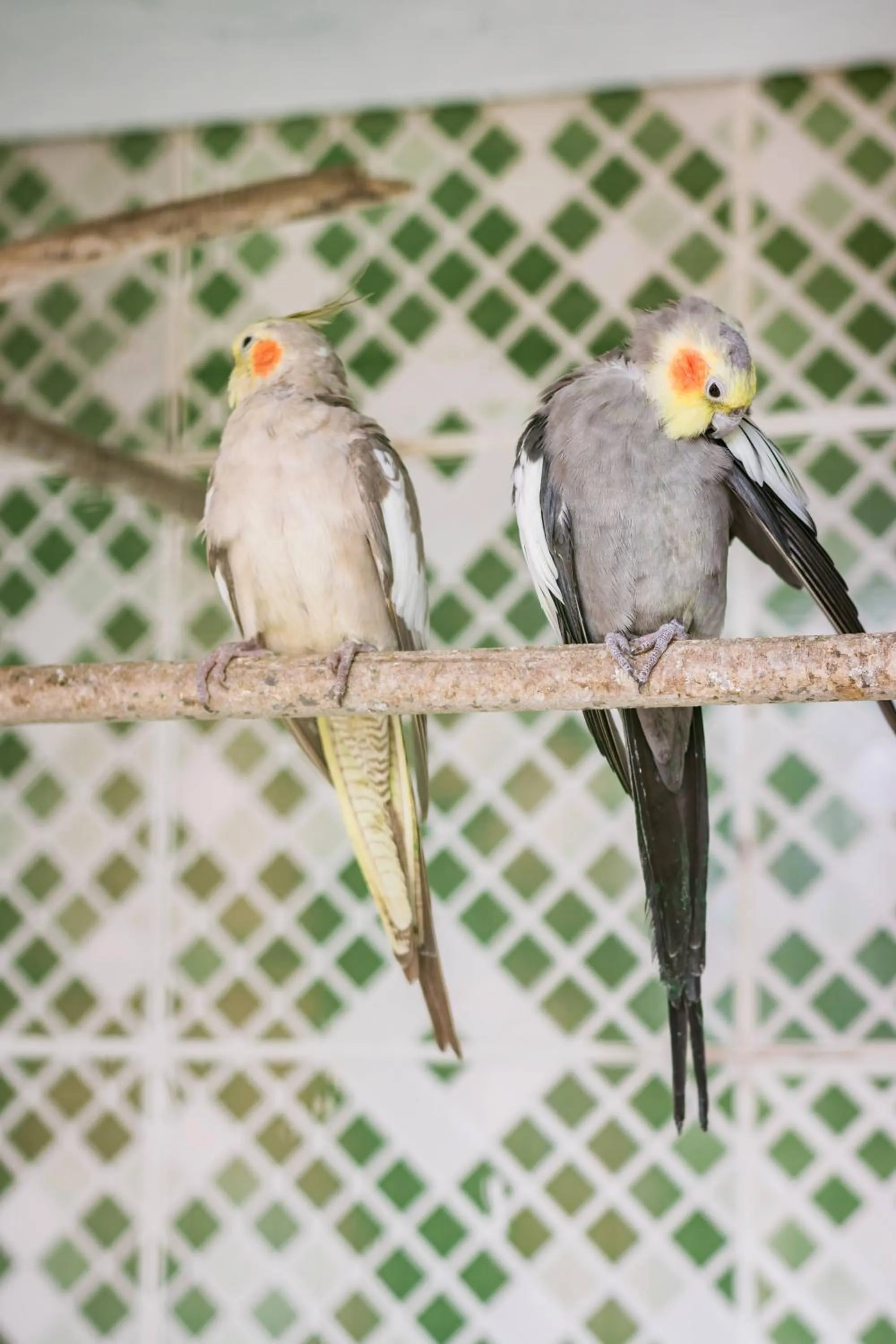 Animals in Flats Tartaruga Búzios