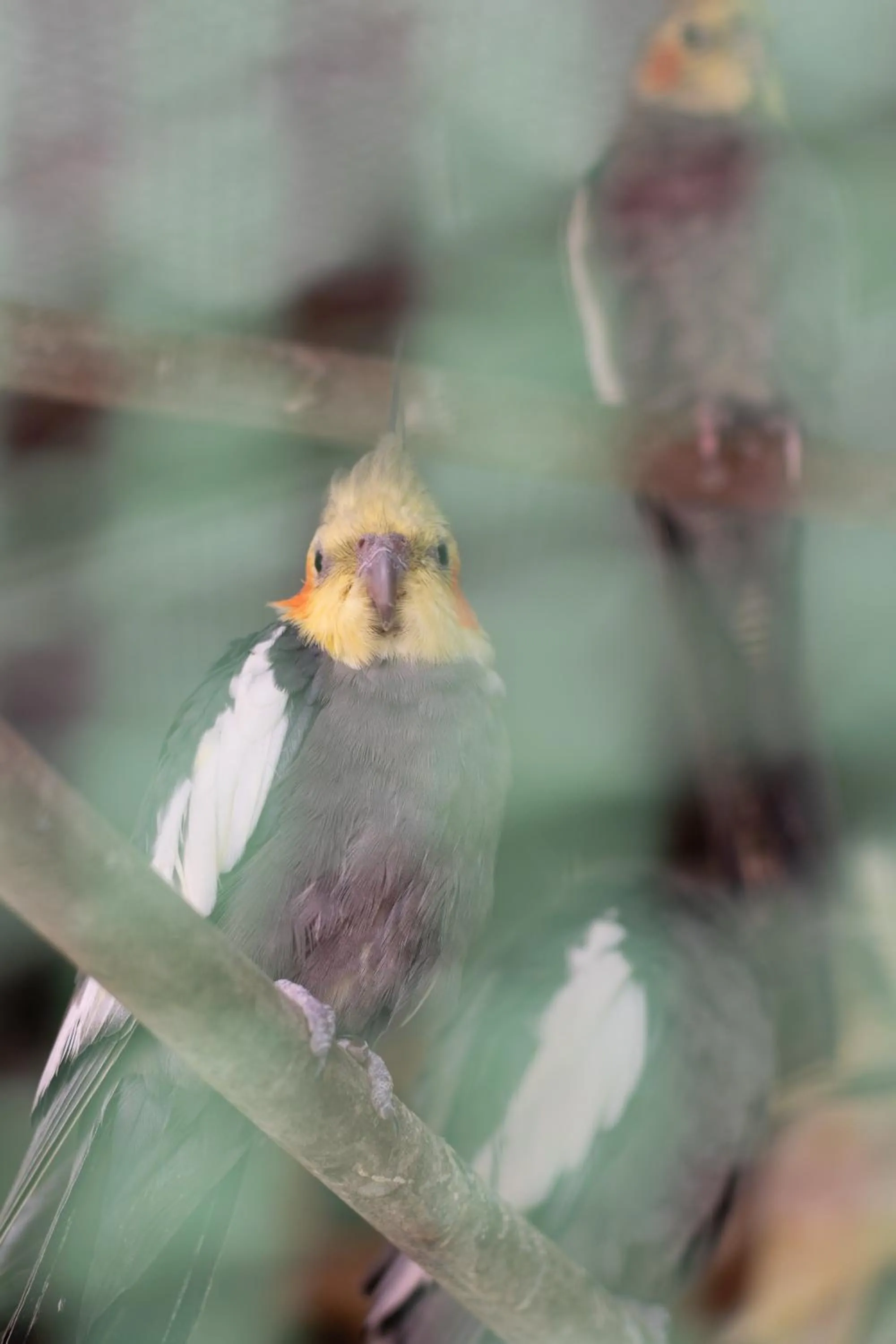 Animals in Flats Tartaruga Búzios