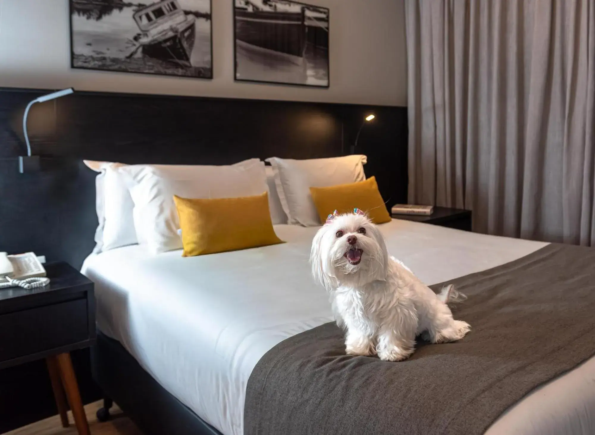Pets, Bed in I am Design Hotel Campinas by Hotelaria Brasil Pets, Bed in I am Design Hotel Campinas by Hotelaria Brasil