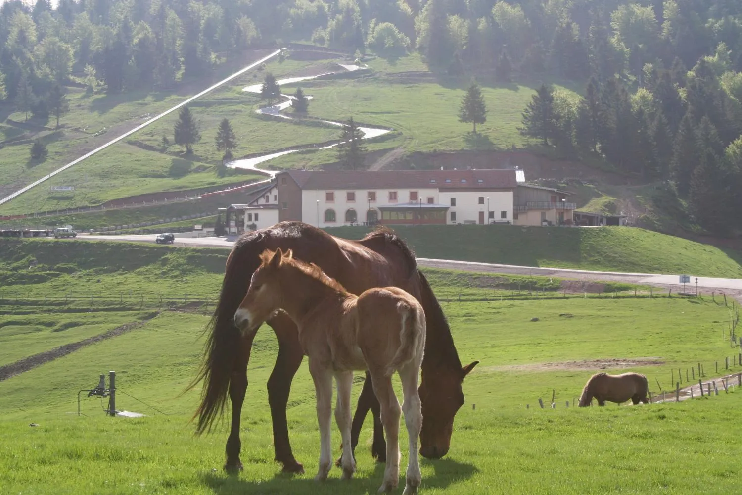 Natural landscape in Chaume de Balveurche