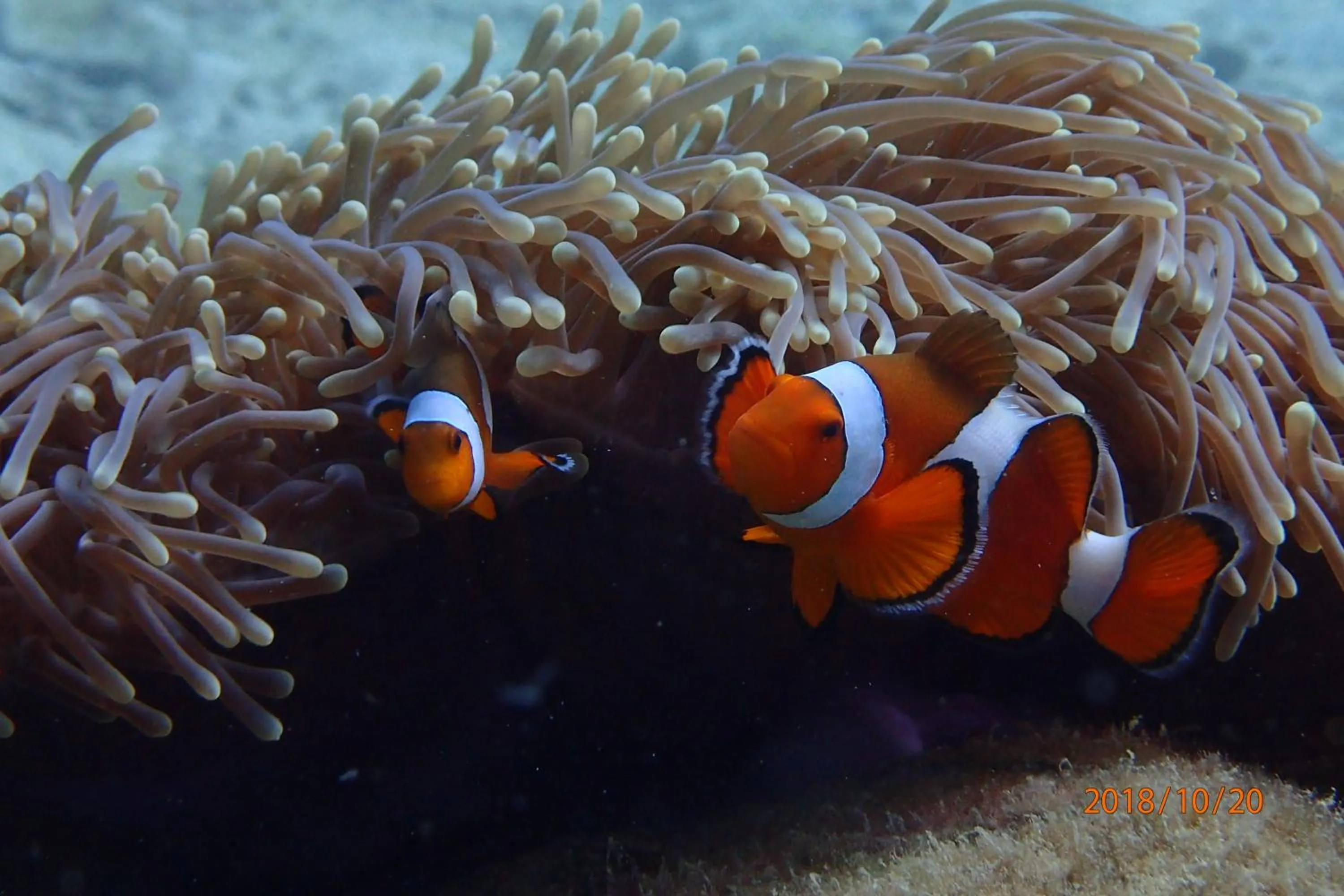 Snorkeling in Zeavola Resort