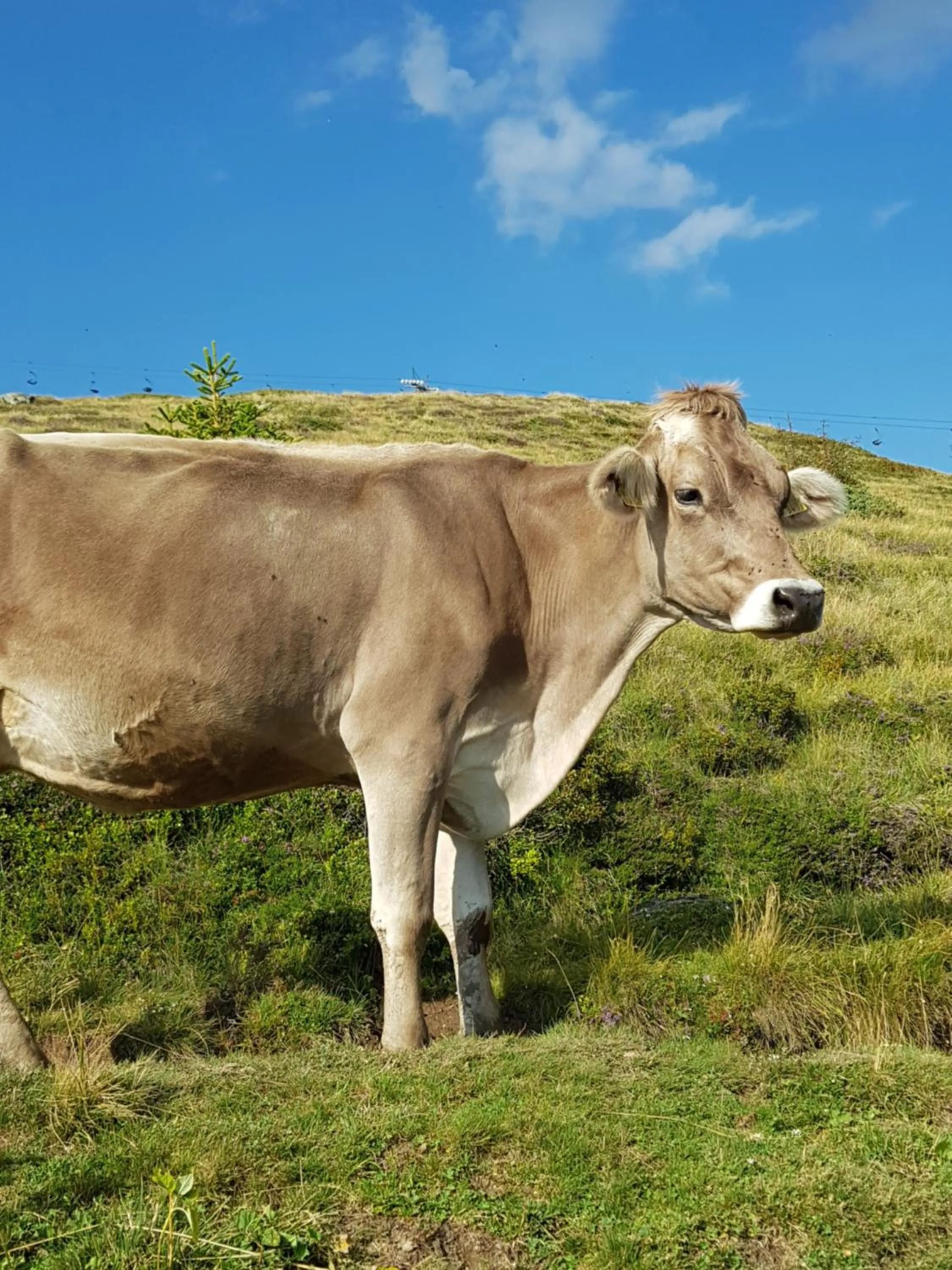 Summer in Boutique-Hotel Vincenz