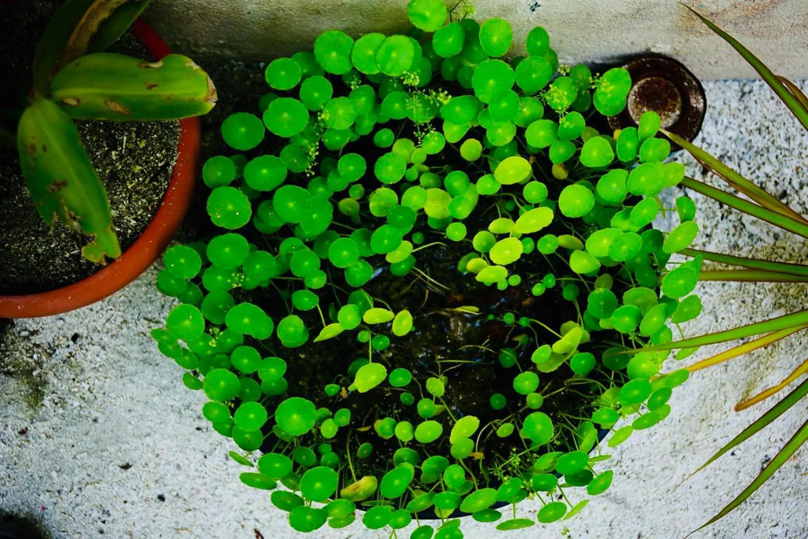Garden in Midsummer Thulusdhoo