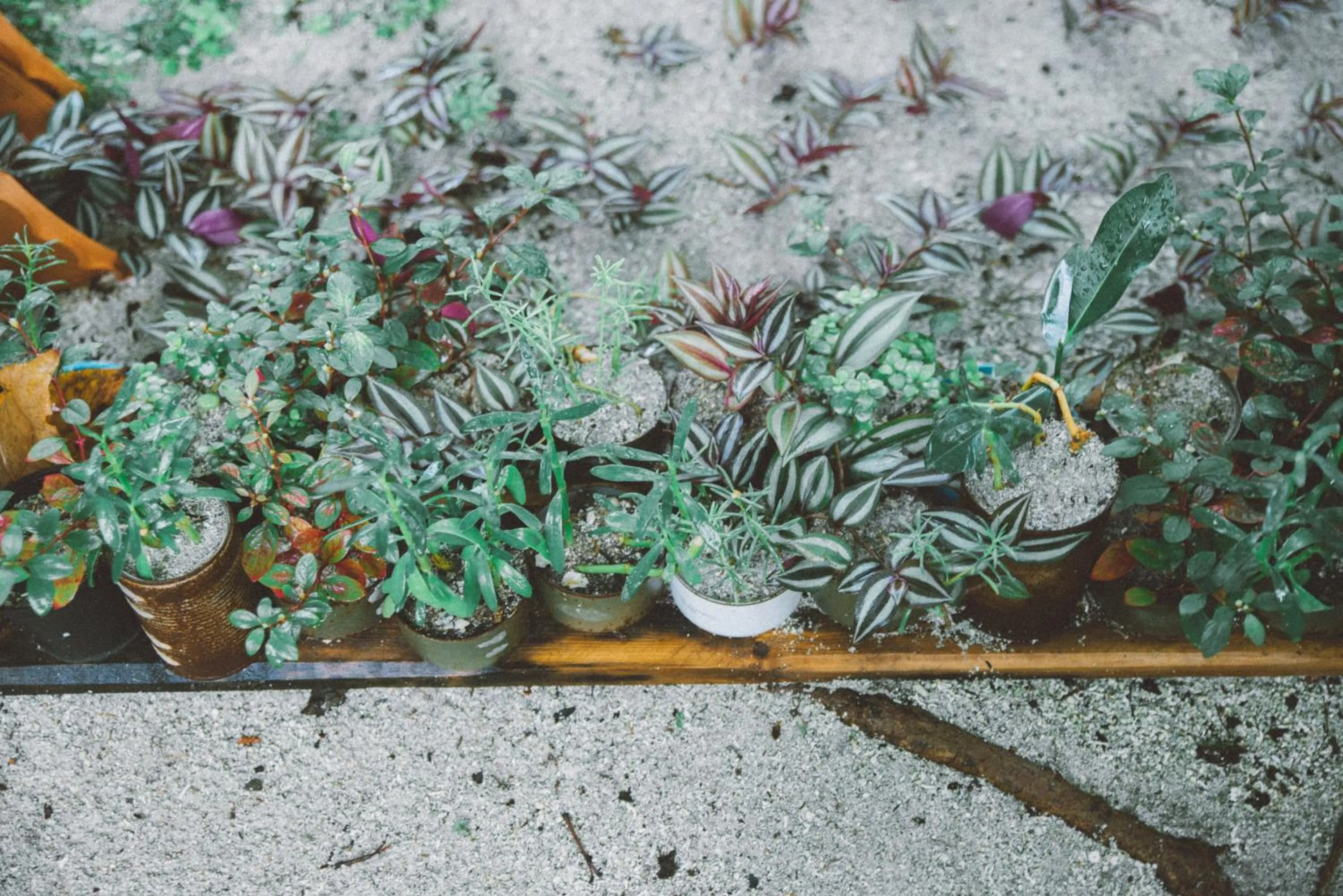 Garden in Midsummer Thulusdhoo