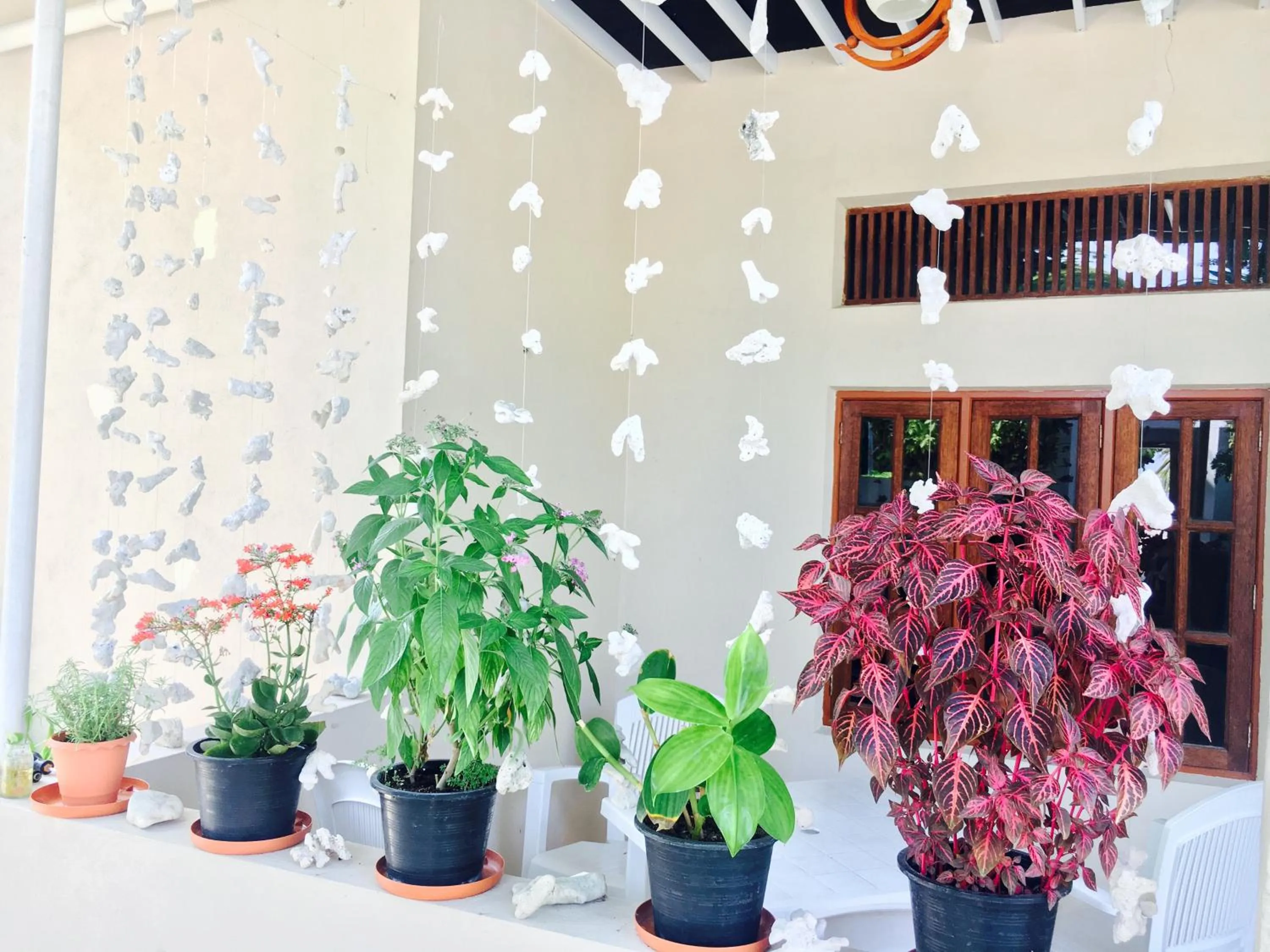 Garden view in Midsummer Thulusdhoo