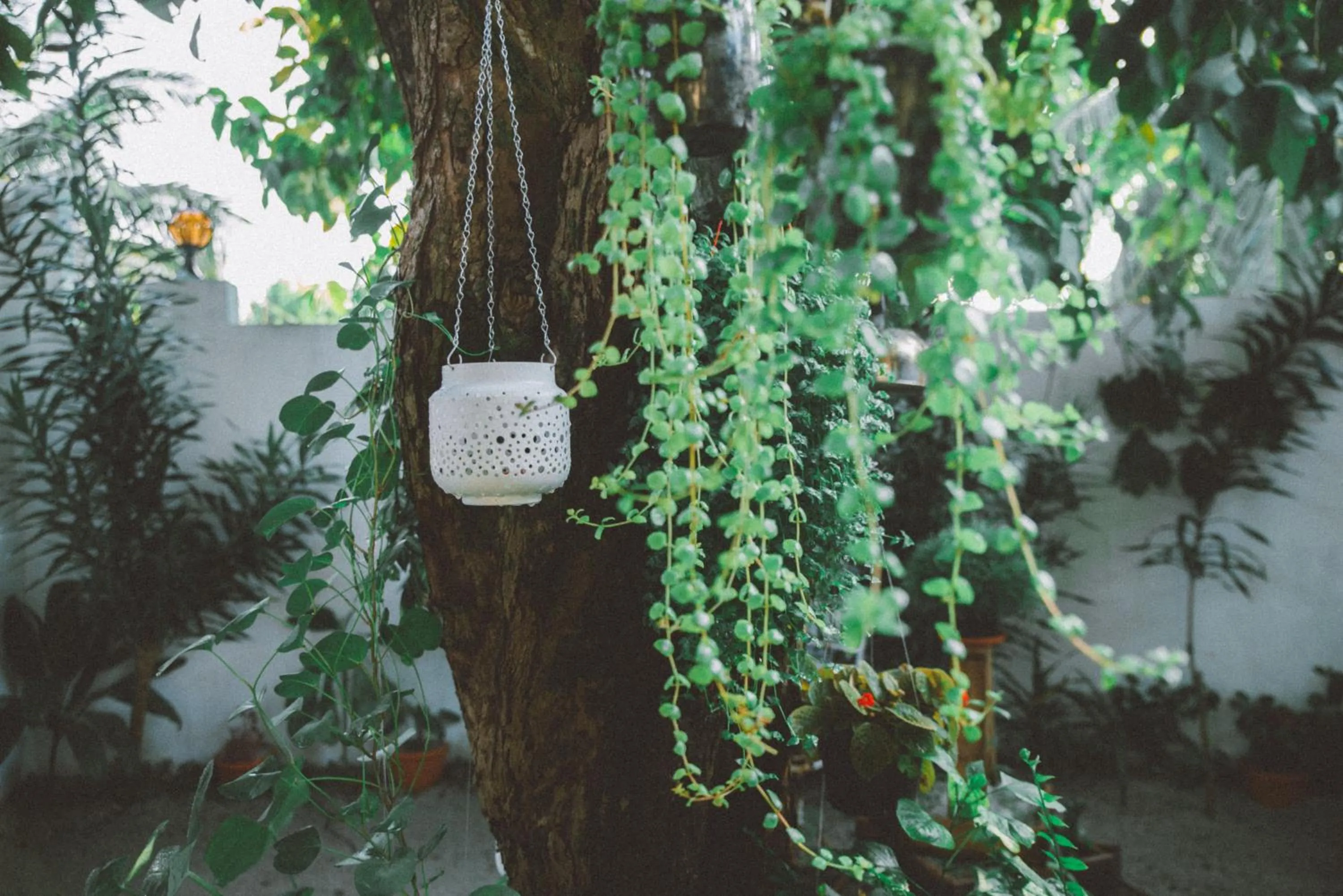 Garden in Midsummer Thulusdhoo