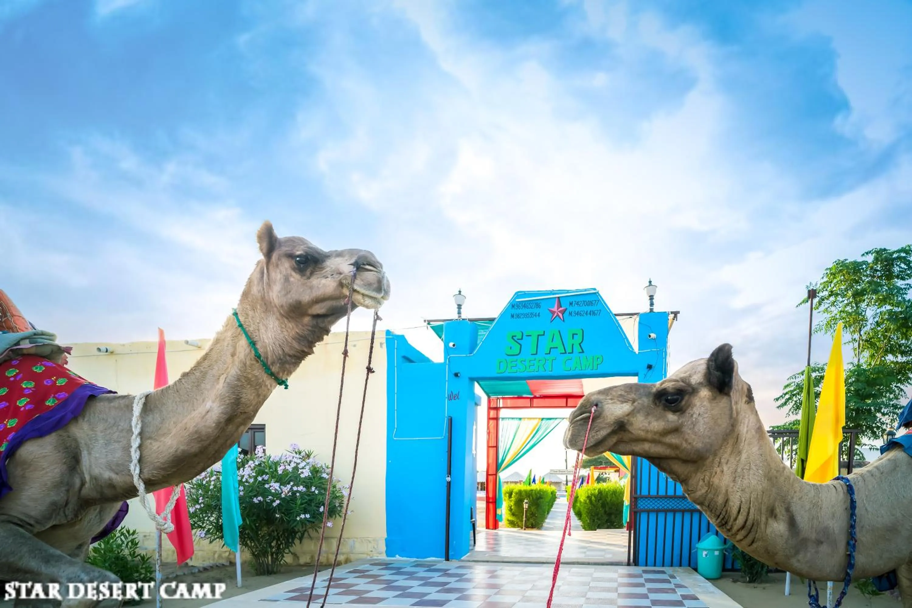 Animals in Star Desert Camp Jaisalmer