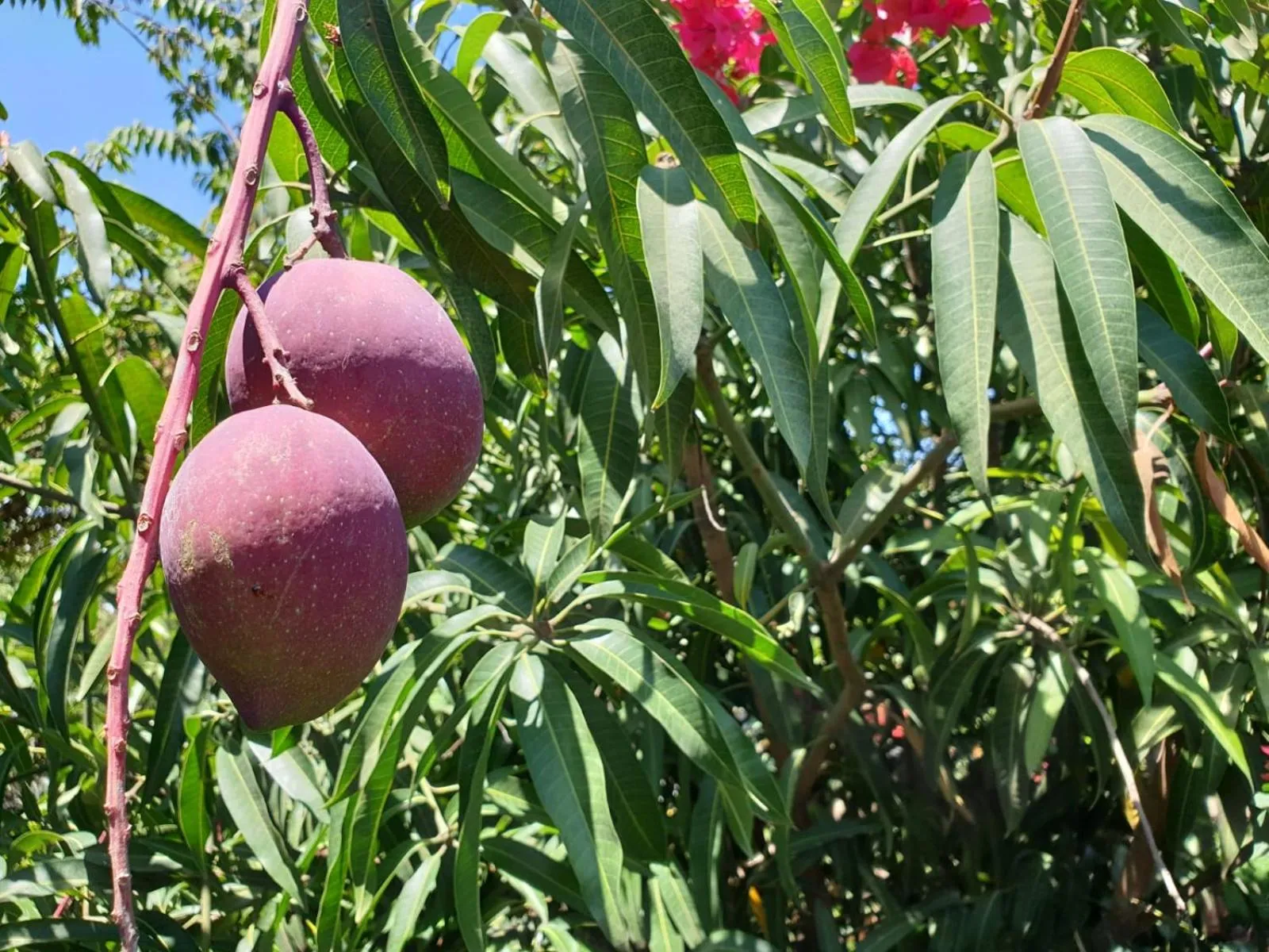 Garden in Le Parlour