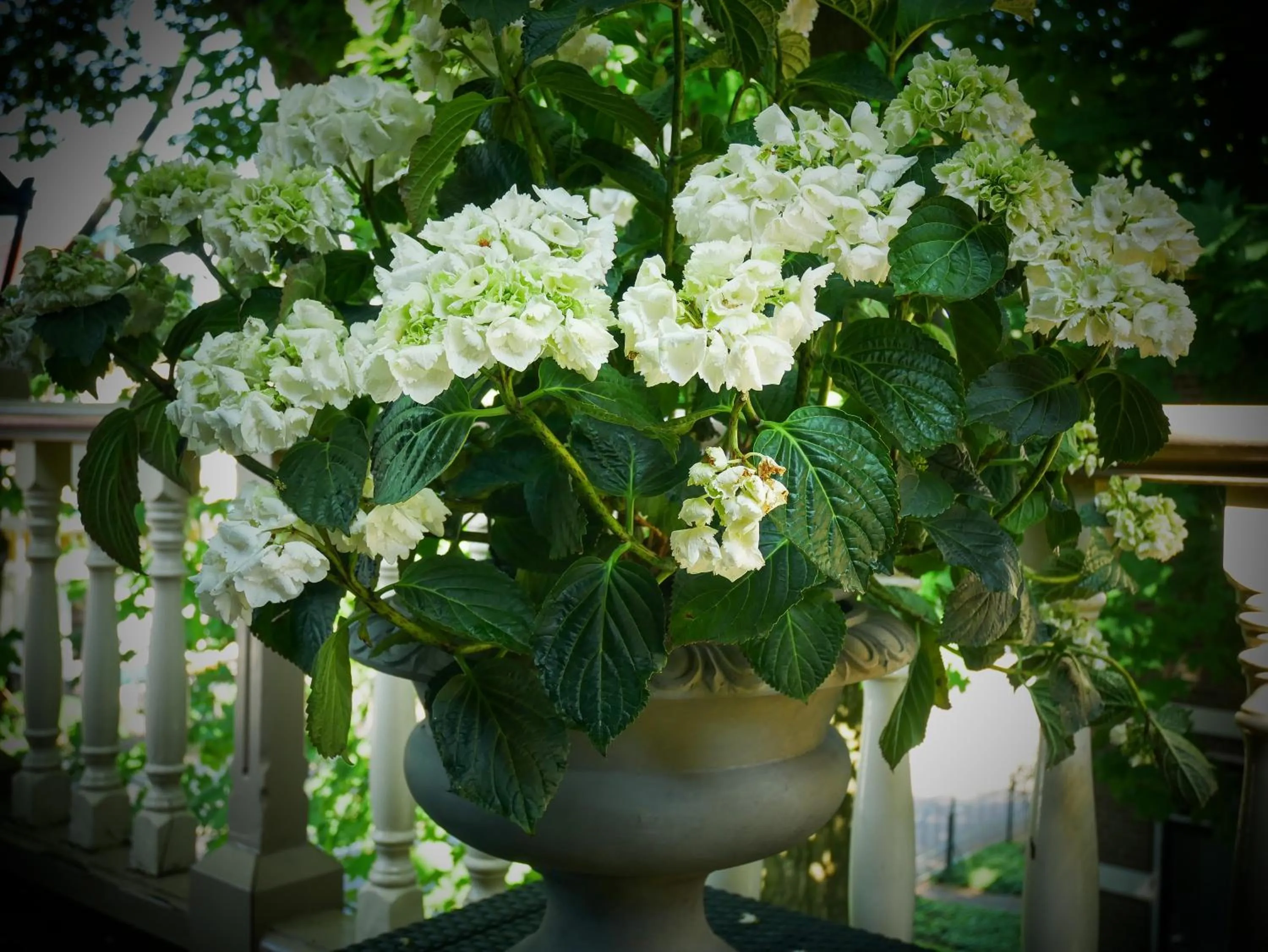 Balcony/Terrace in Hotel Pegasus