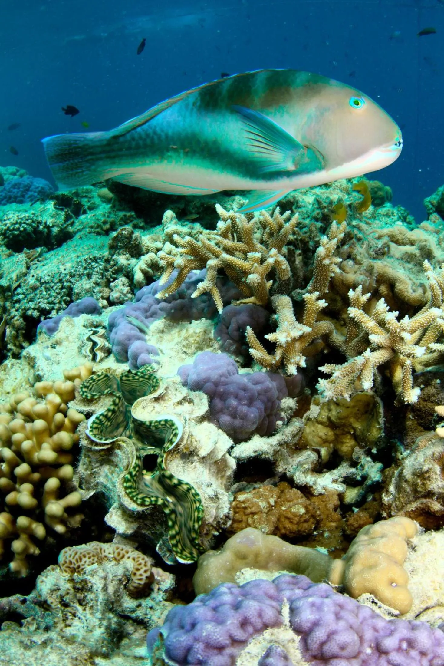 Activities in Shingley Beach Resort - Whitsundays