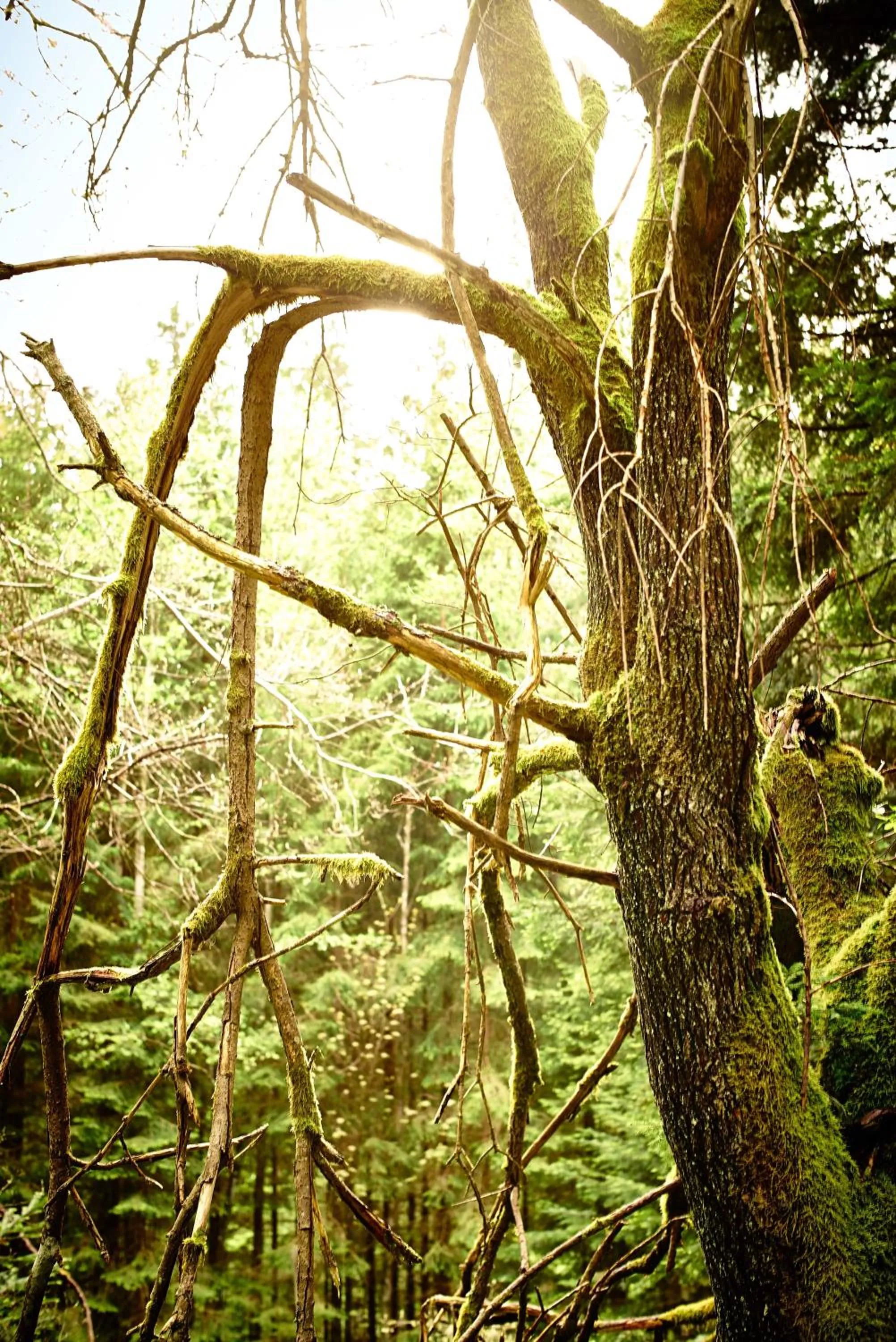 Hiking in Das Reiners
