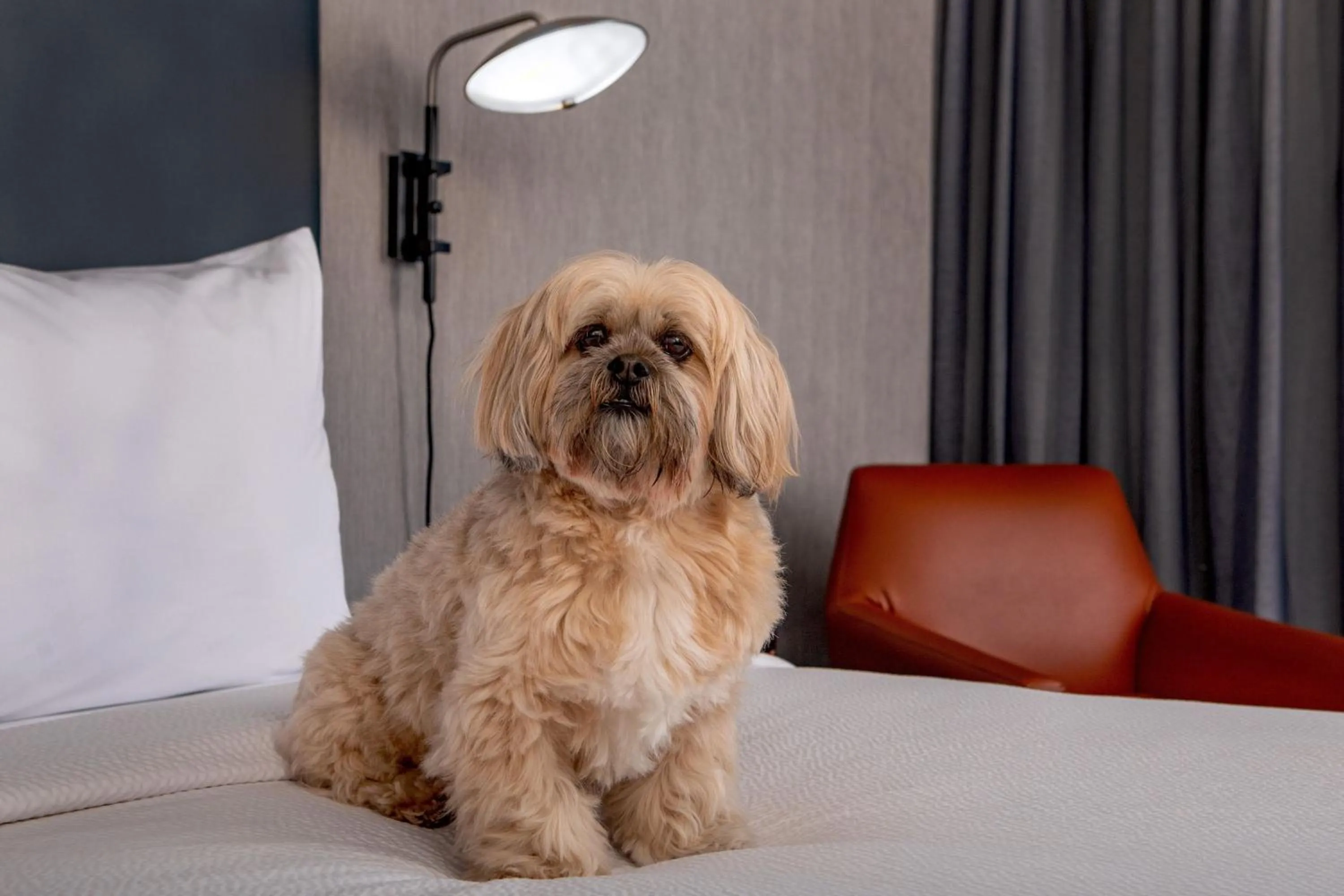 Photo of the whole room in Courtyard Boston Marlborough