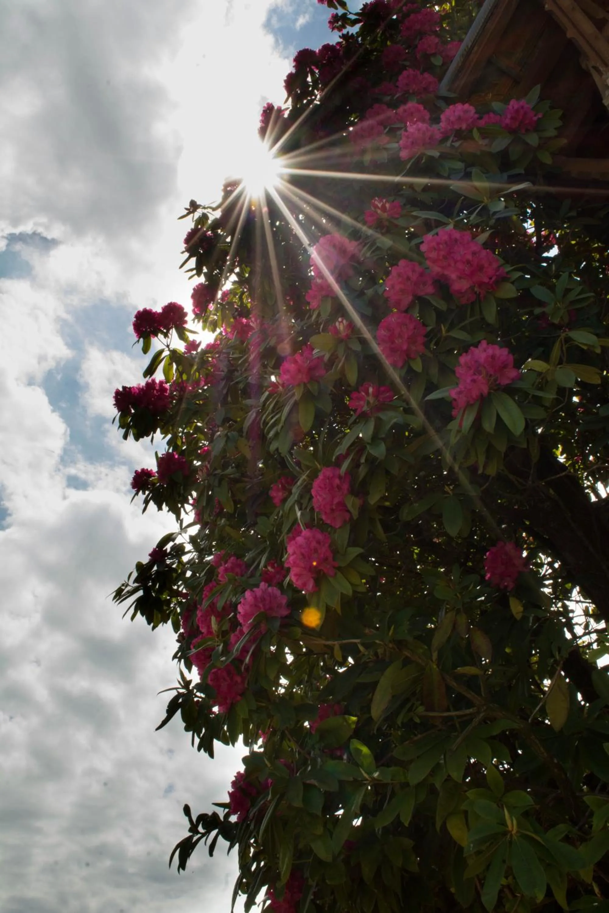 Garden in Domaine de Chantemerle