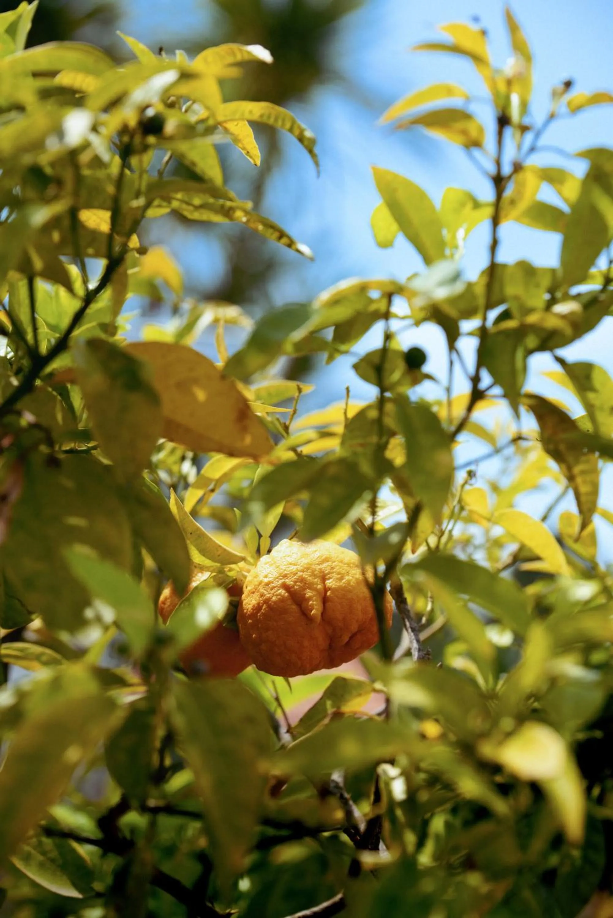 Spring in Boutique Hôtel Villa Fabulite