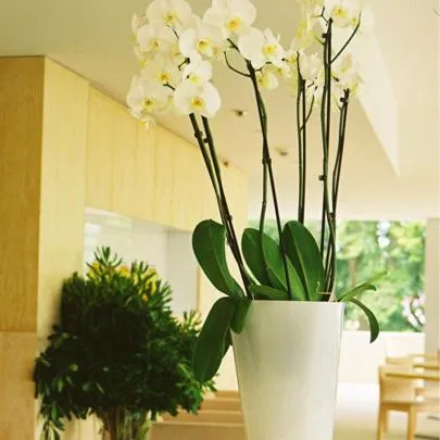 Lobby or reception in INLIMA Hotel & Spa