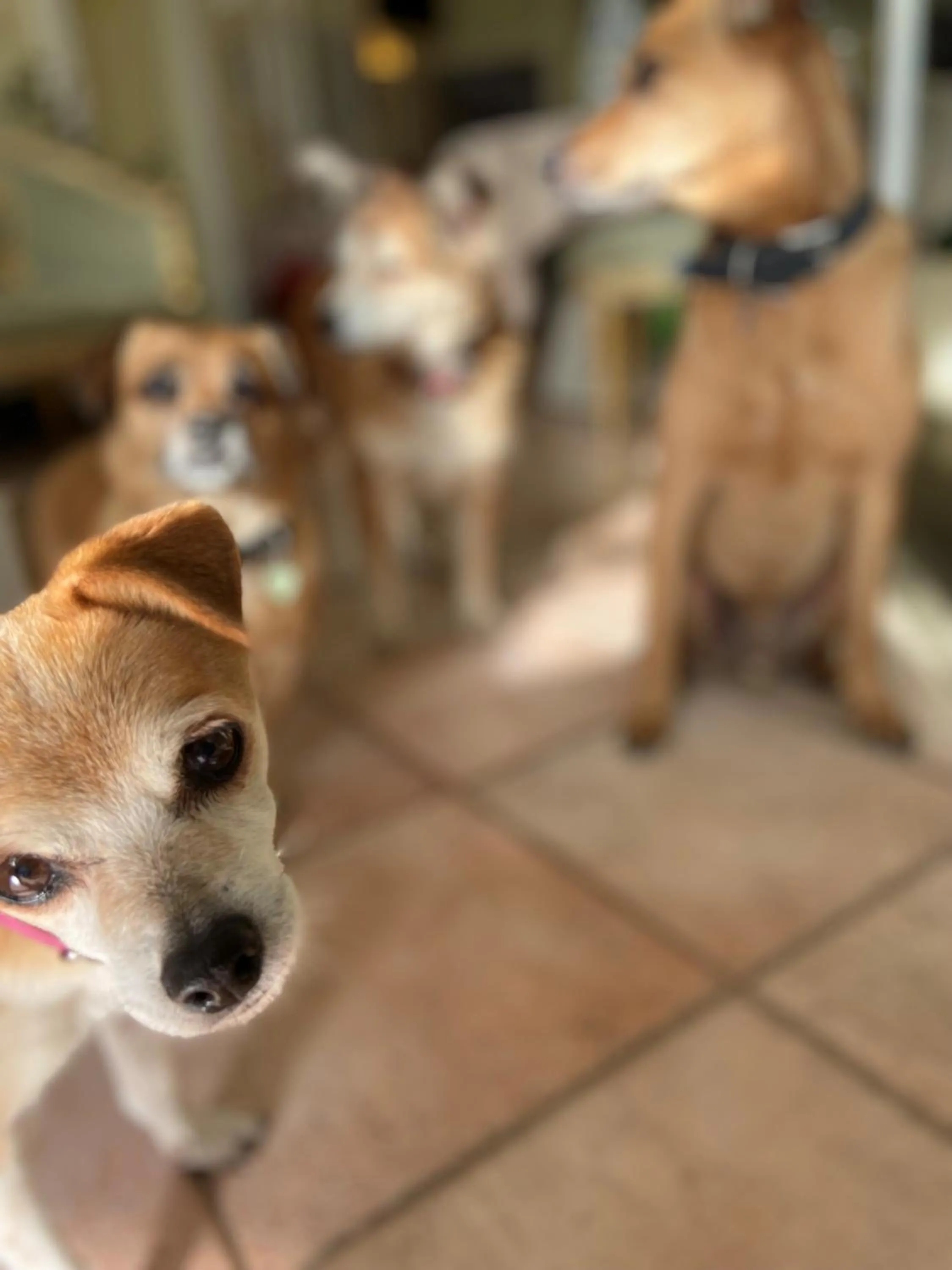 Pets in Sourire Hotel