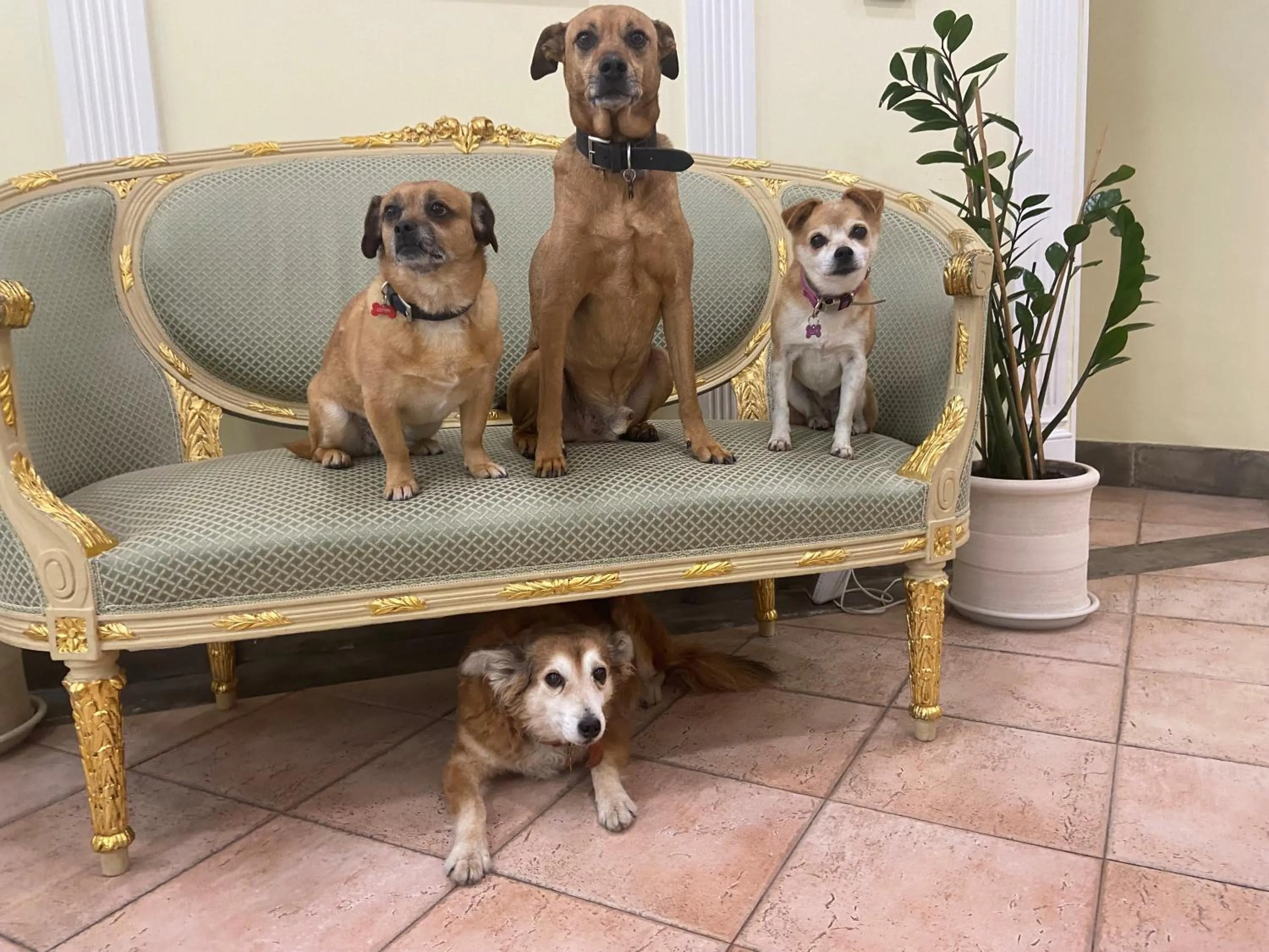 Pets in Sourire Hotel