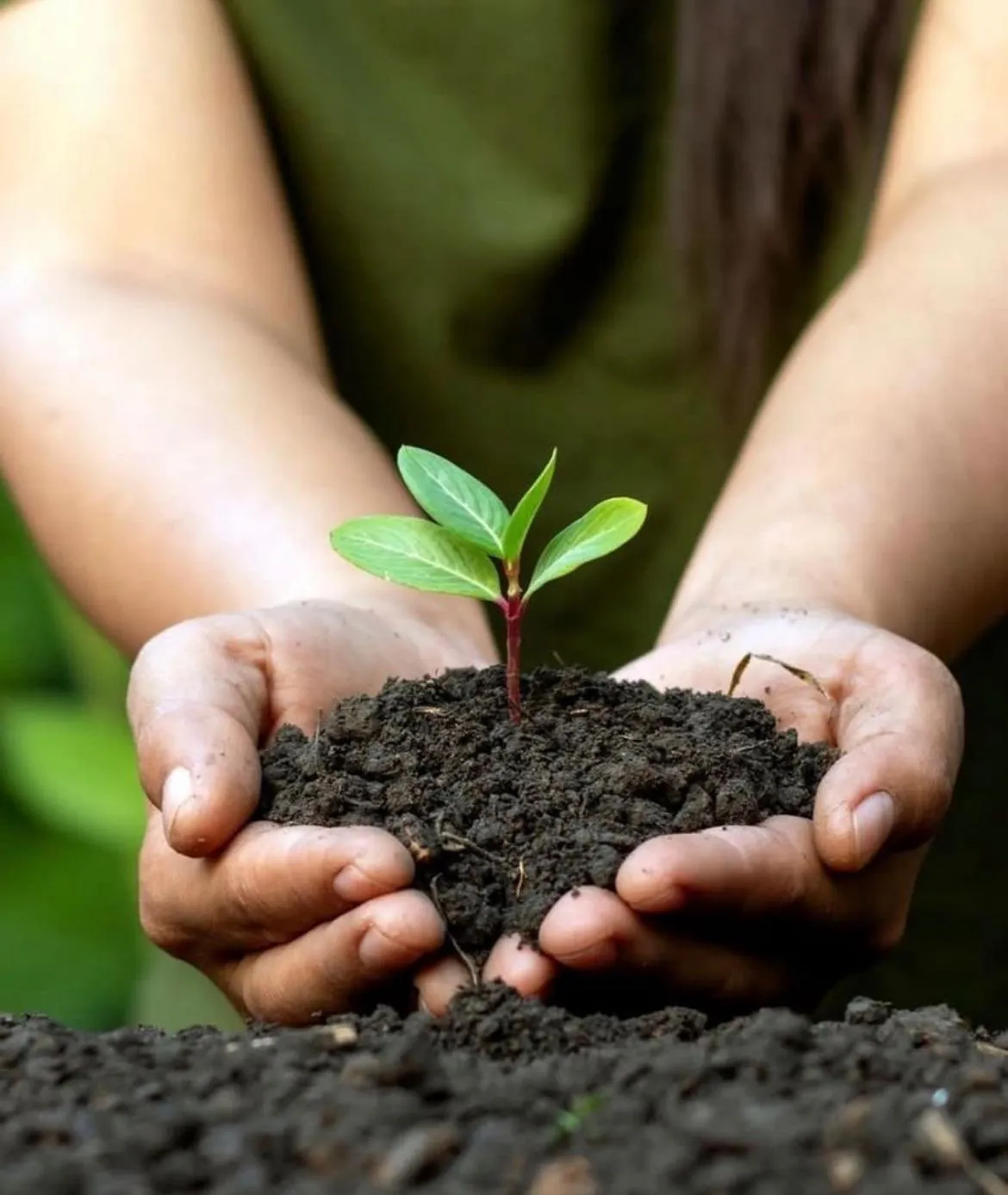 Garden in Blue Tree Premium Verbo Divino - Nações Unidas