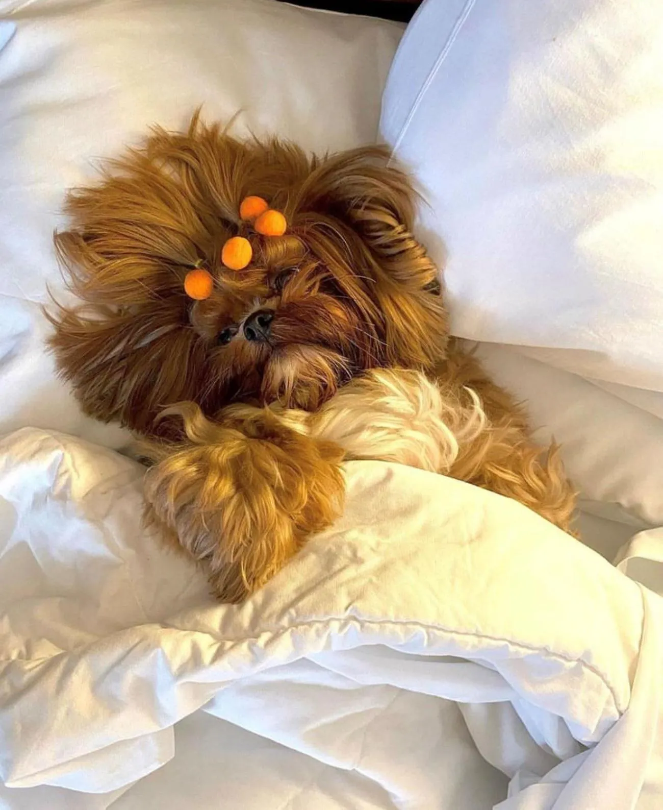 Pets, Bed in Blue Tree Premium Verbo Divino - Nações Unidas