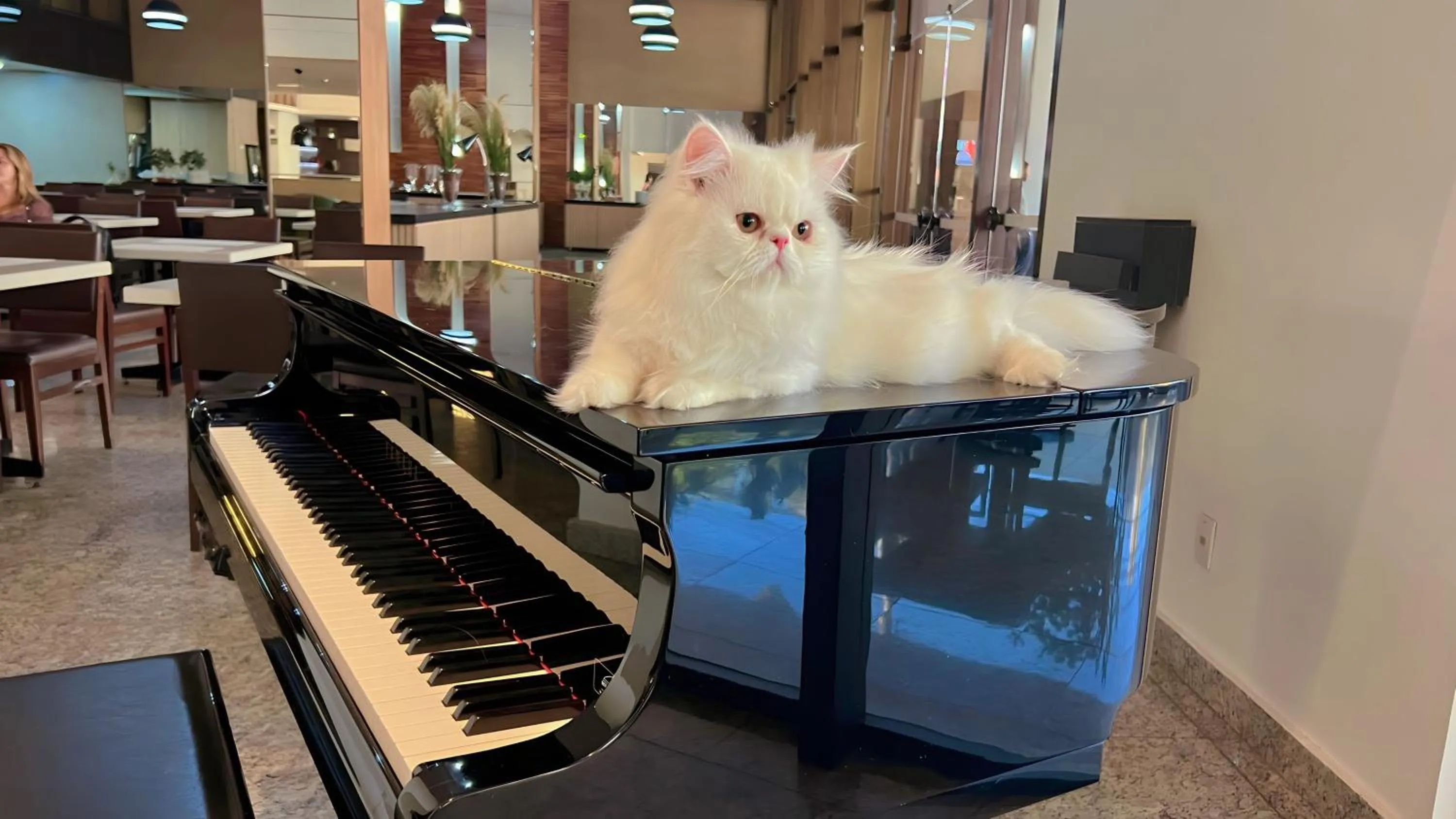 Pets in SJ Premium Hotels By Atlantica