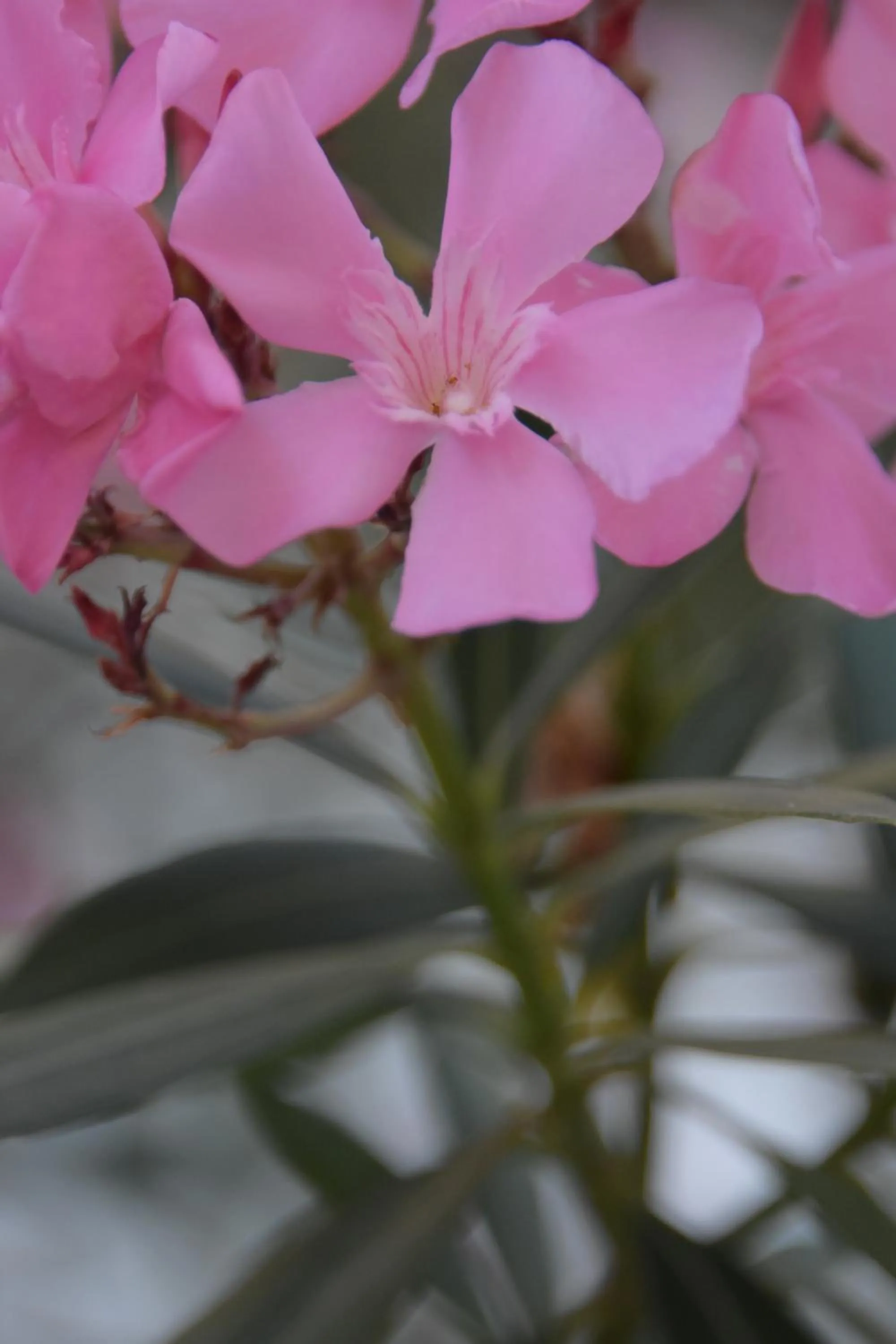 Garden in Virginia Hotel