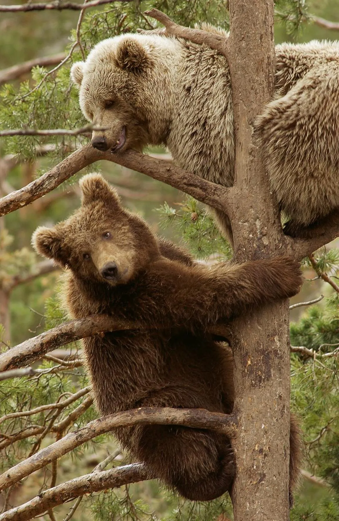 Activities in Thon Hotel Bjørneparken