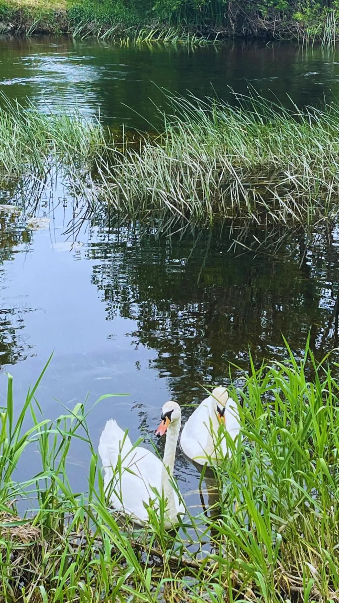 Natural landscape in Woodford Dolmen Hotel Carlow