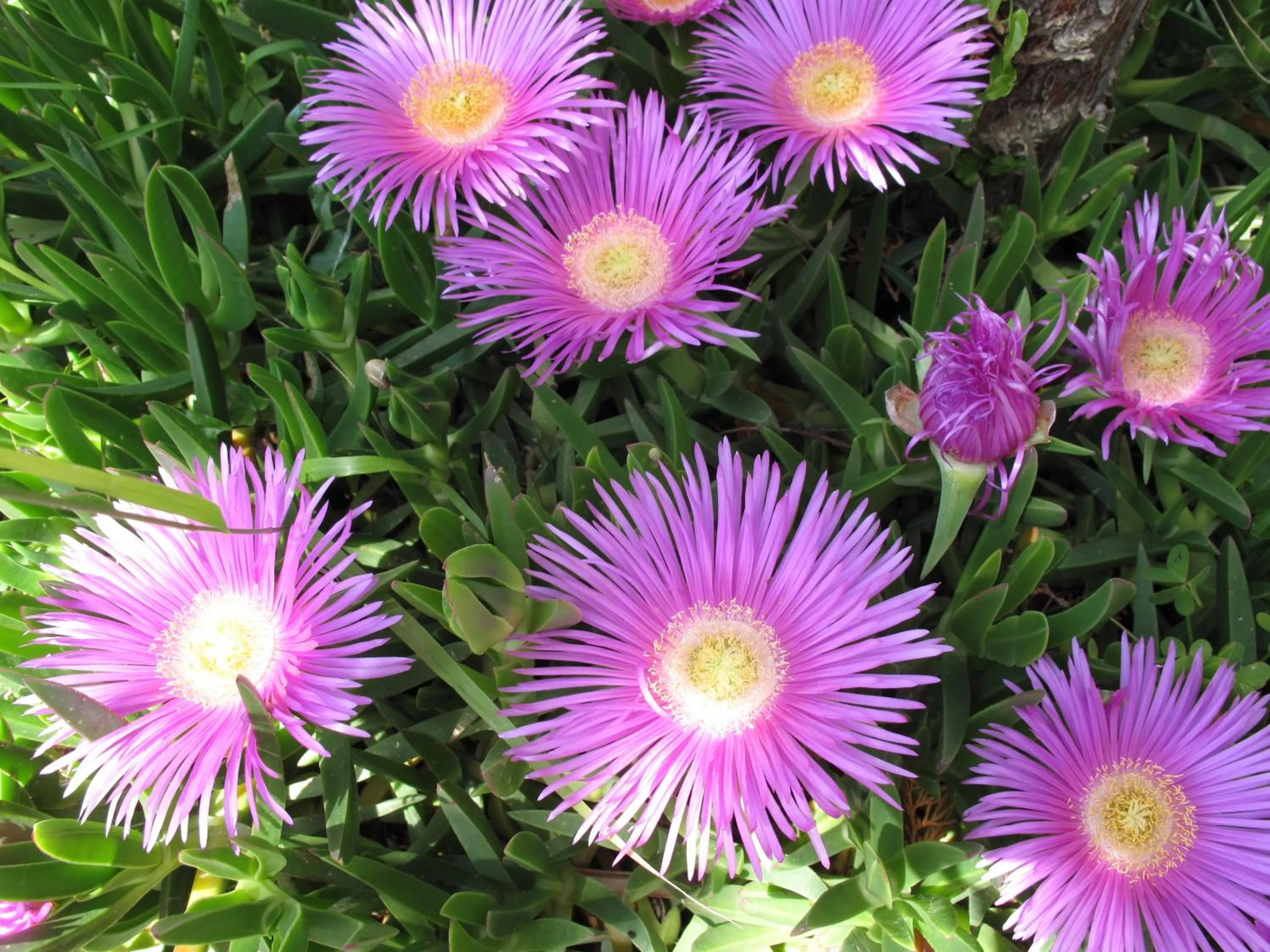 Garden in Esplanade Apartments - Heated Pool