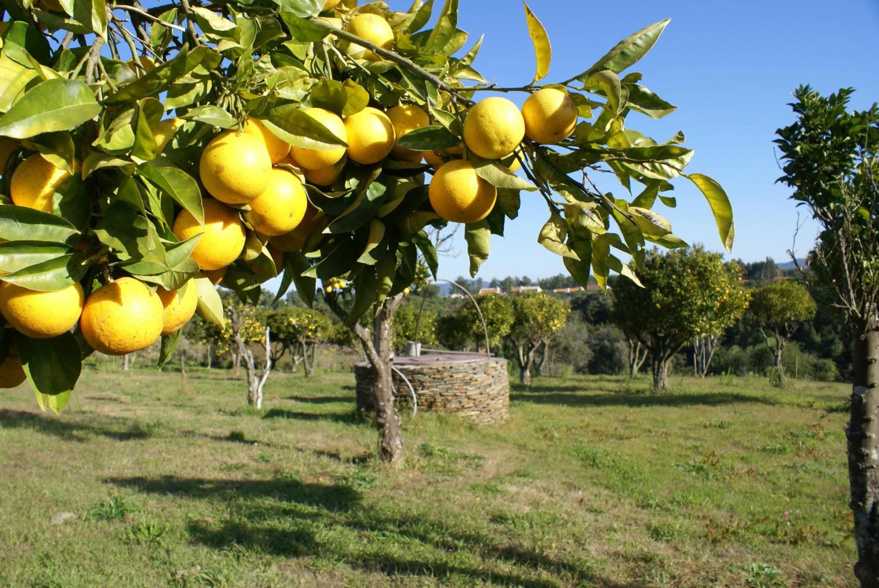 Garden in Herdade Do Freixial - Turismo Rural