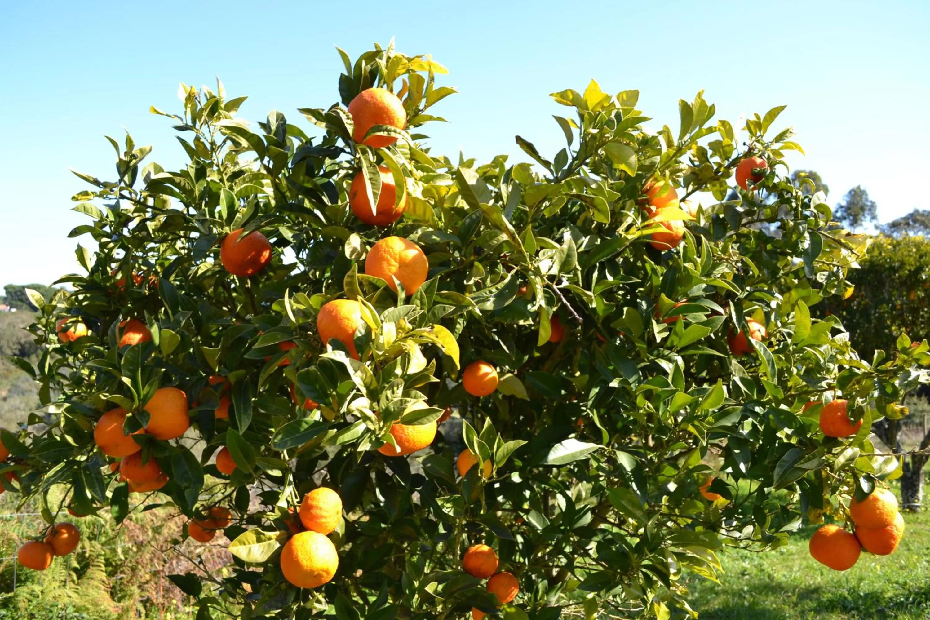 Garden in Herdade Do Freixial - Turismo Rural