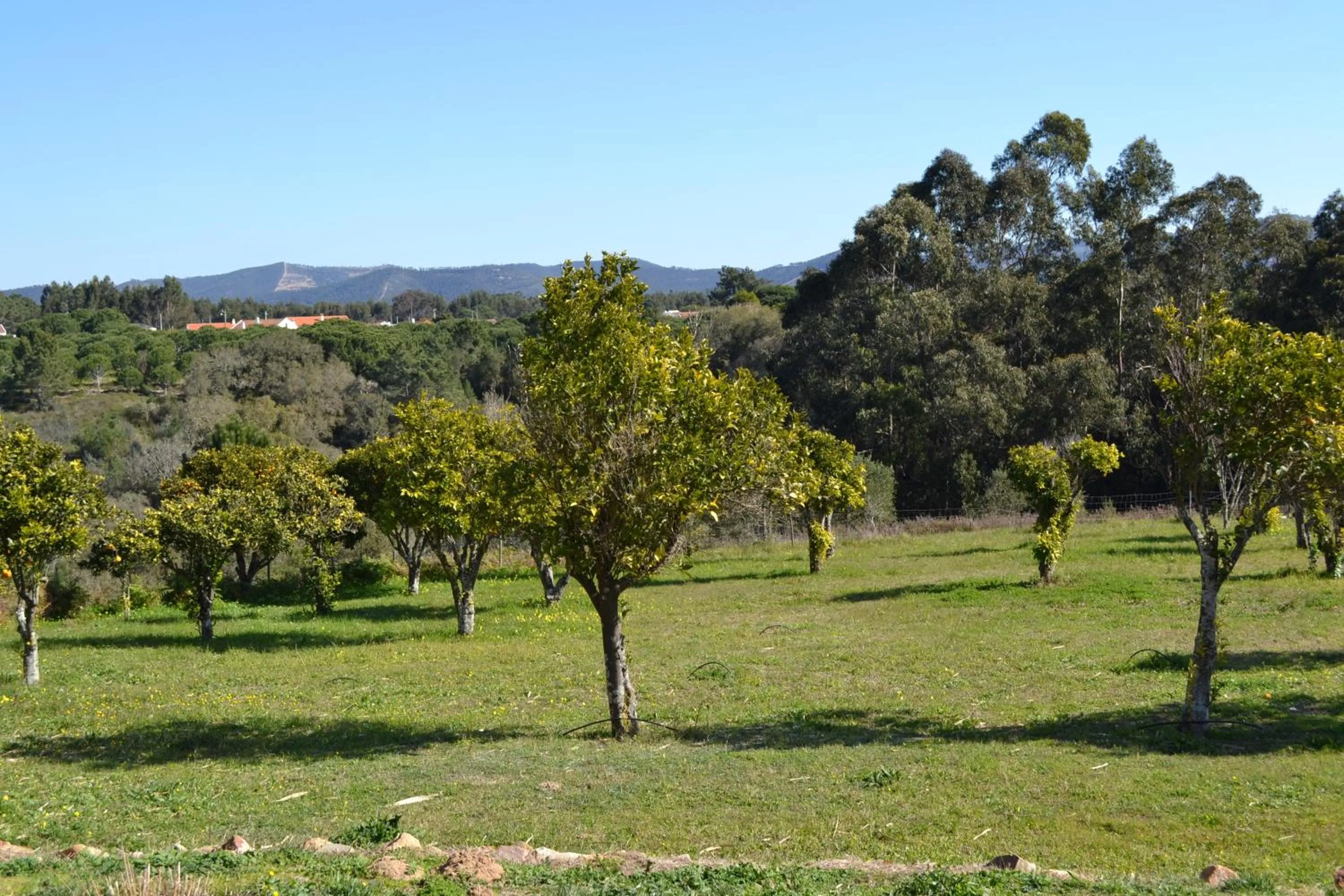 Garden in Herdade Do Freixial - Turismo Rural