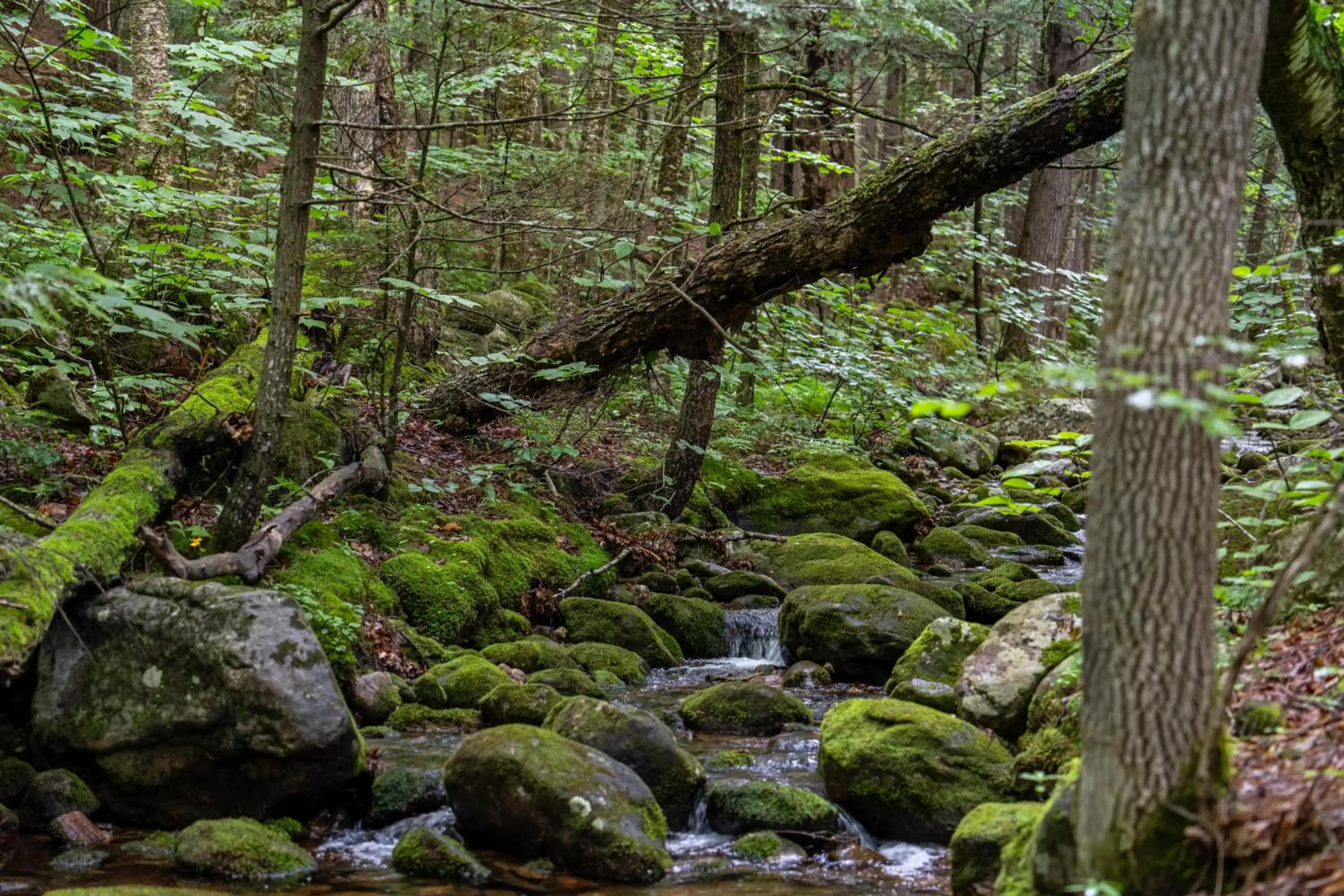 Natural landscape in Evergreen Valley Inn