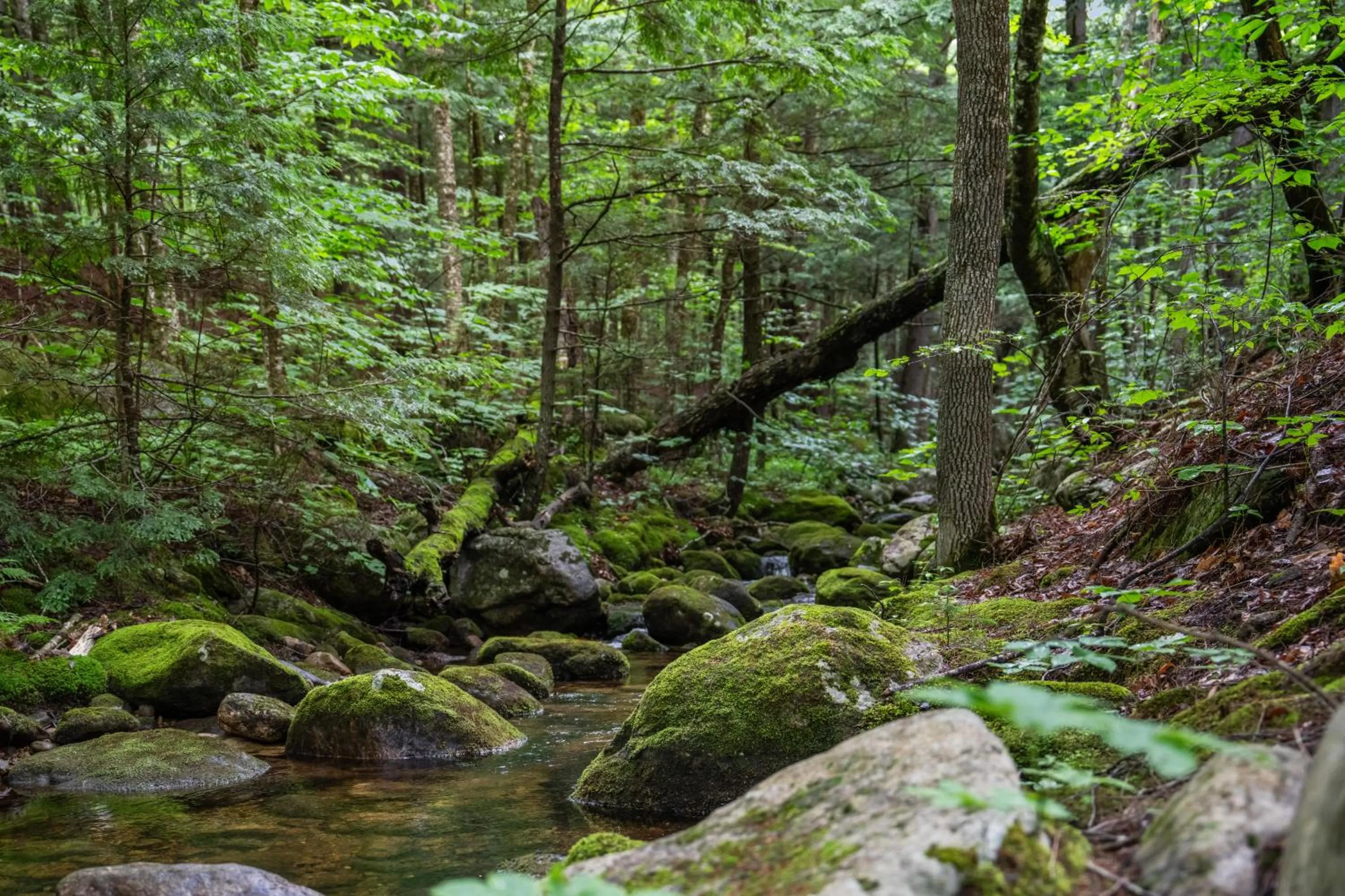 Natural landscape in Evergreen Valley Inn