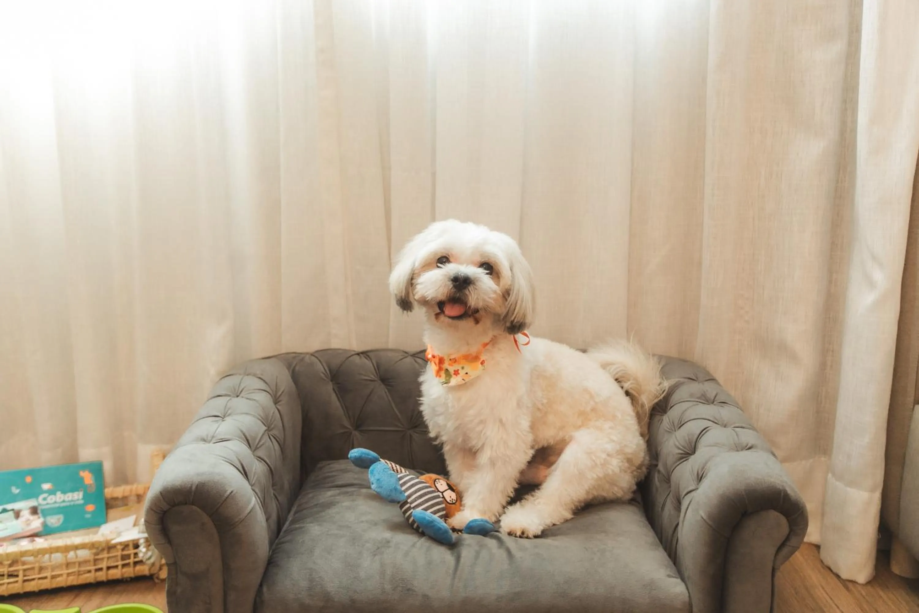 pet friendly in Comfort Suites Londrina