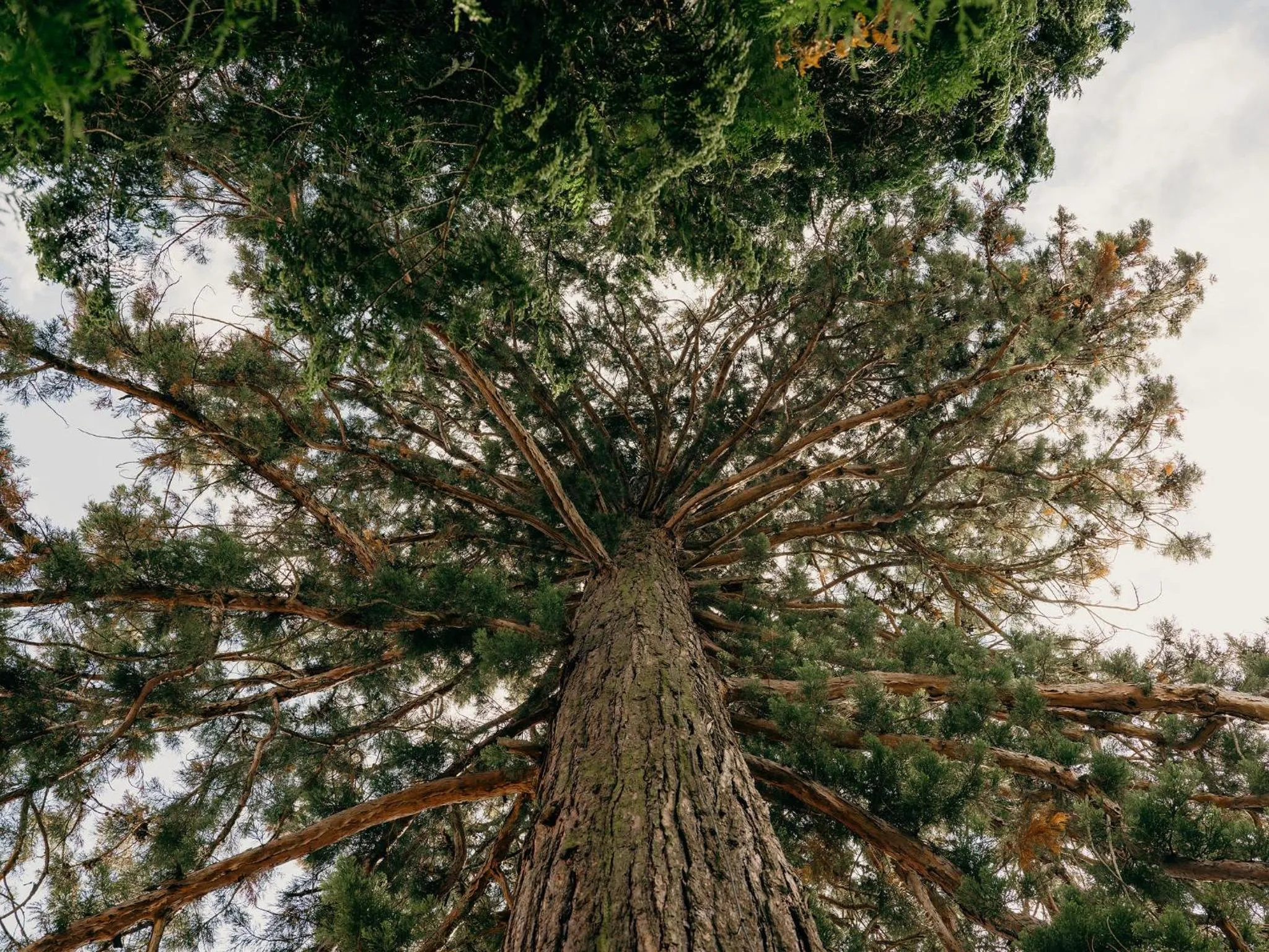 Natural landscape in Bienenberg - Das Genusshotel im Grünen - Liestal