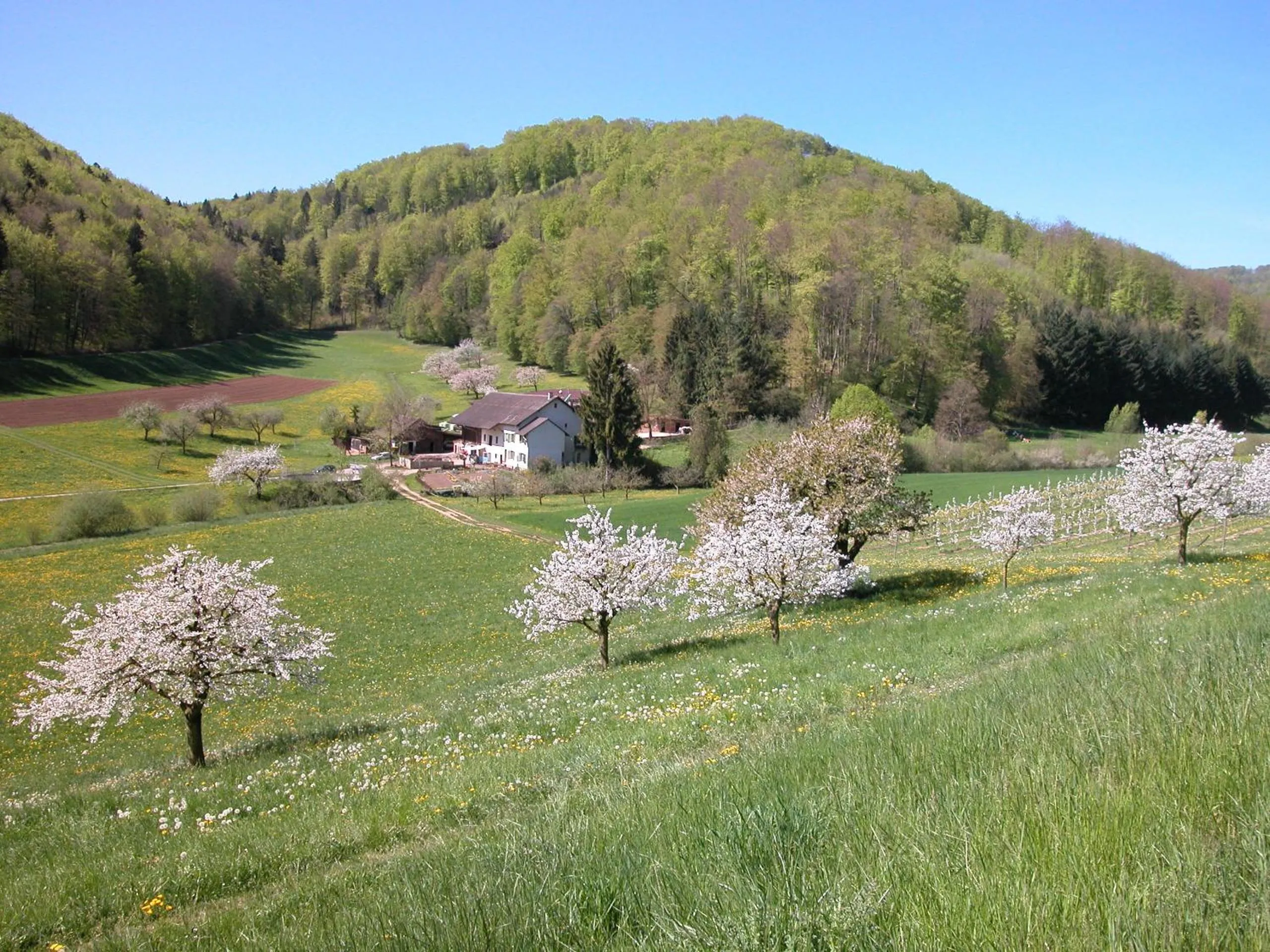 Spring in Bienenberg - Das Genusshotel im Grünen - Liestal