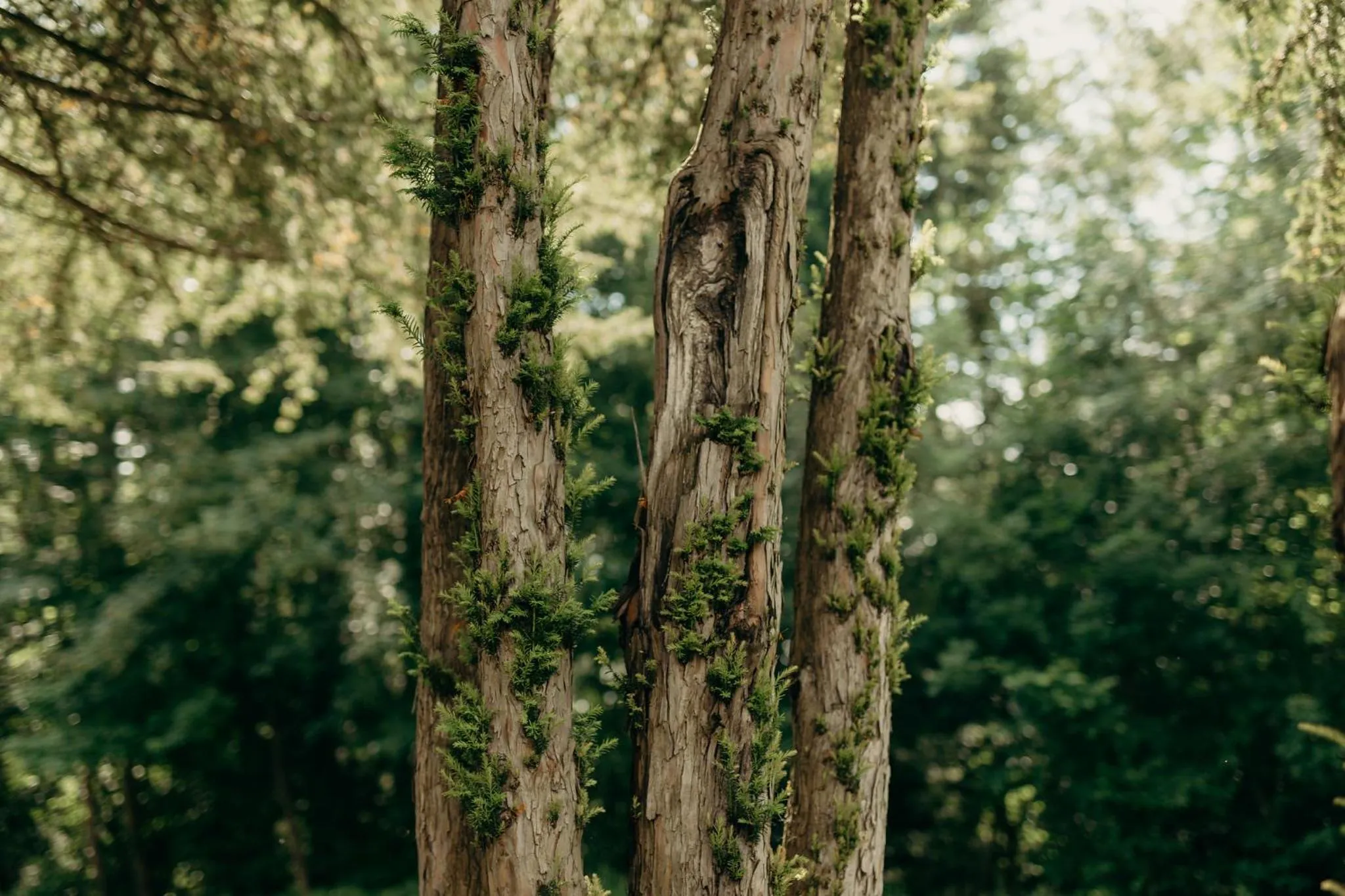 Natural landscape in Bienenberg - Das Genusshotel im Grünen - Liestal