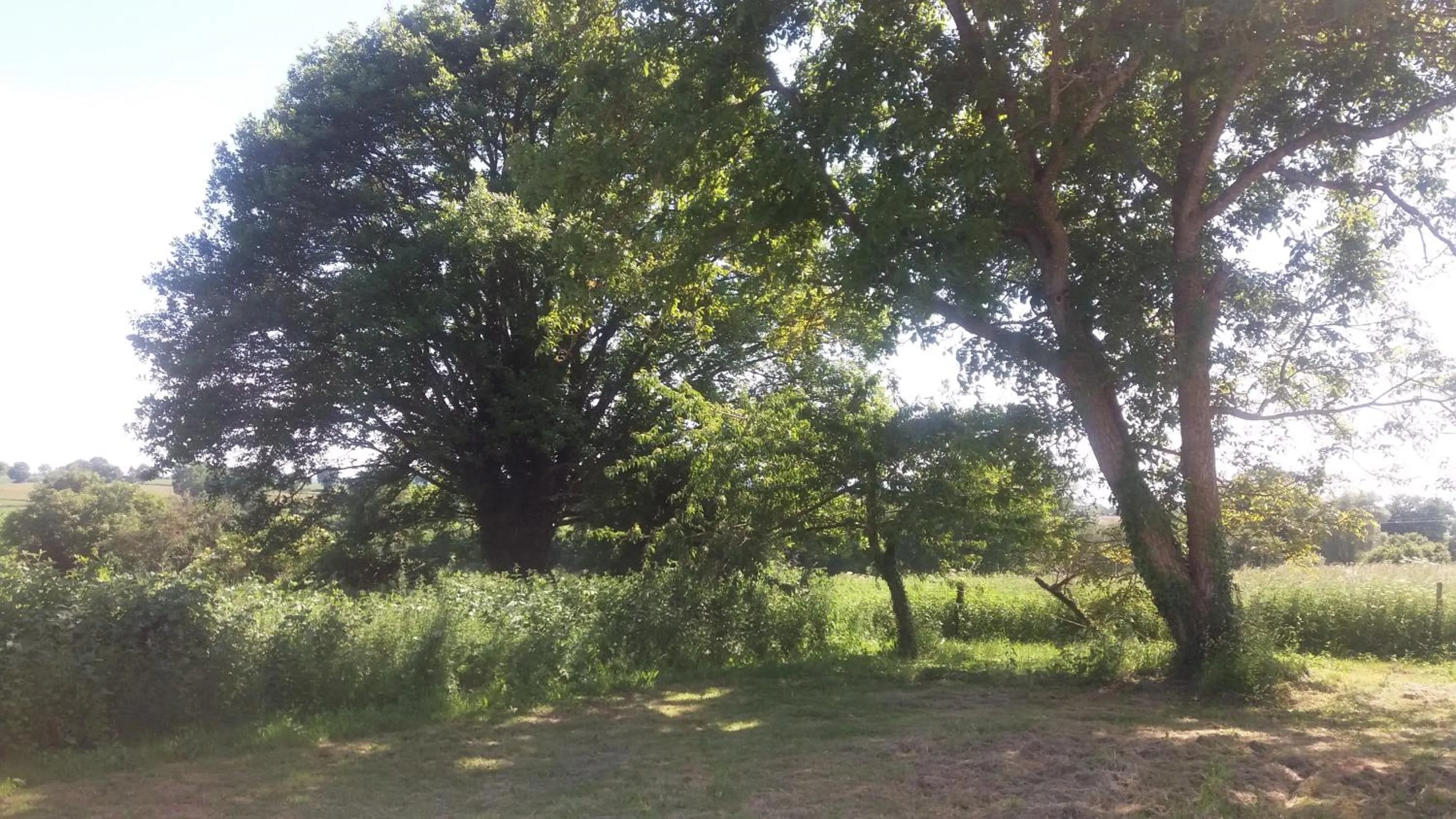 Garden view in B&B Chambre Chante Cristal