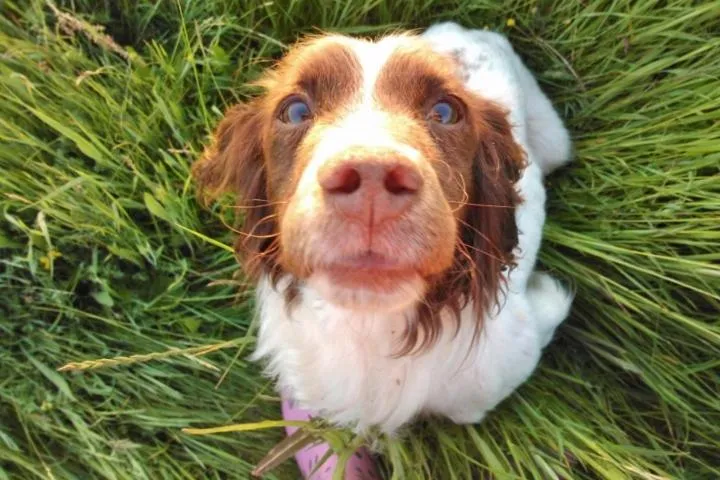 Pets in The Vobster Inn