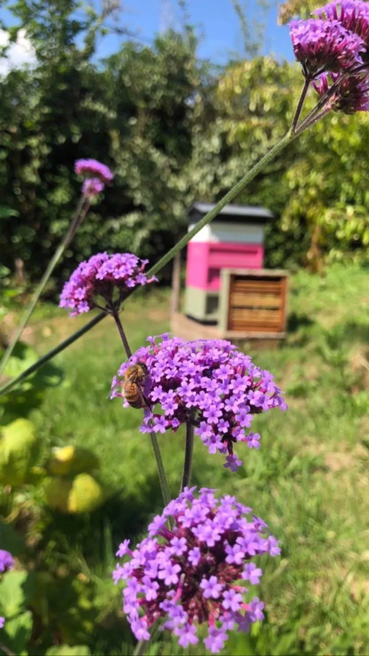 Garden view in The Vobster Inn