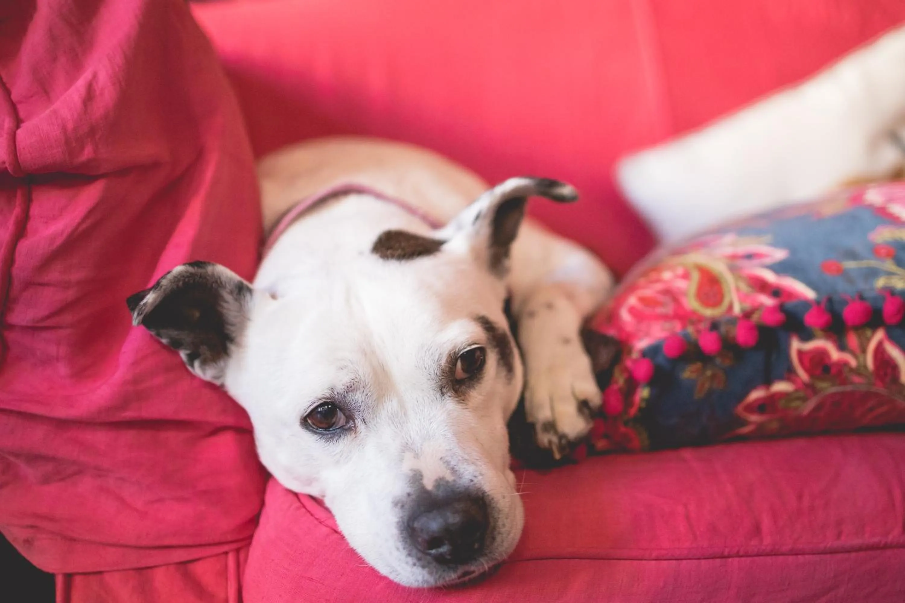 pet friendly in The Old Vicarage Hotel & Restaurant