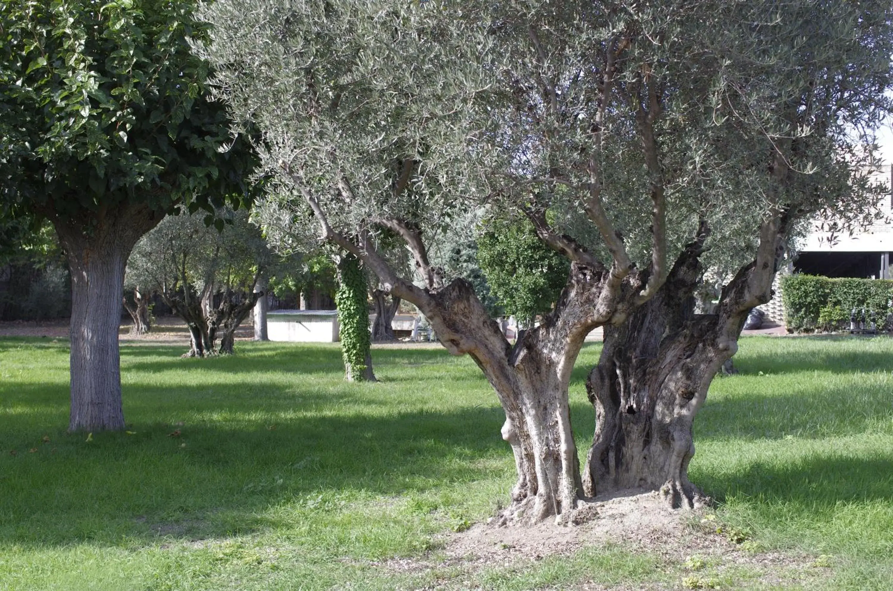 Area and facilities, Garden in Hotel Los Olivos