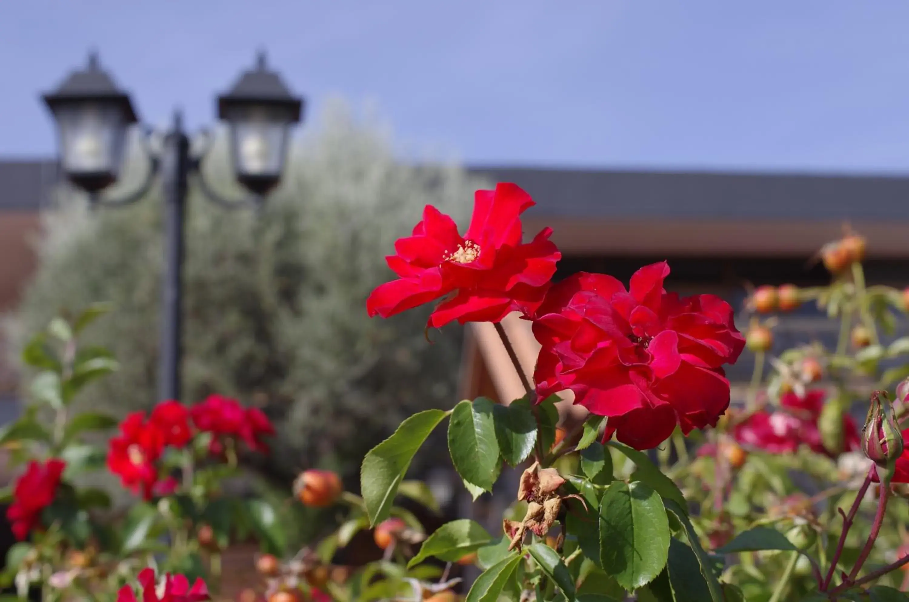 Area and facilities in Hotel Los Olivos