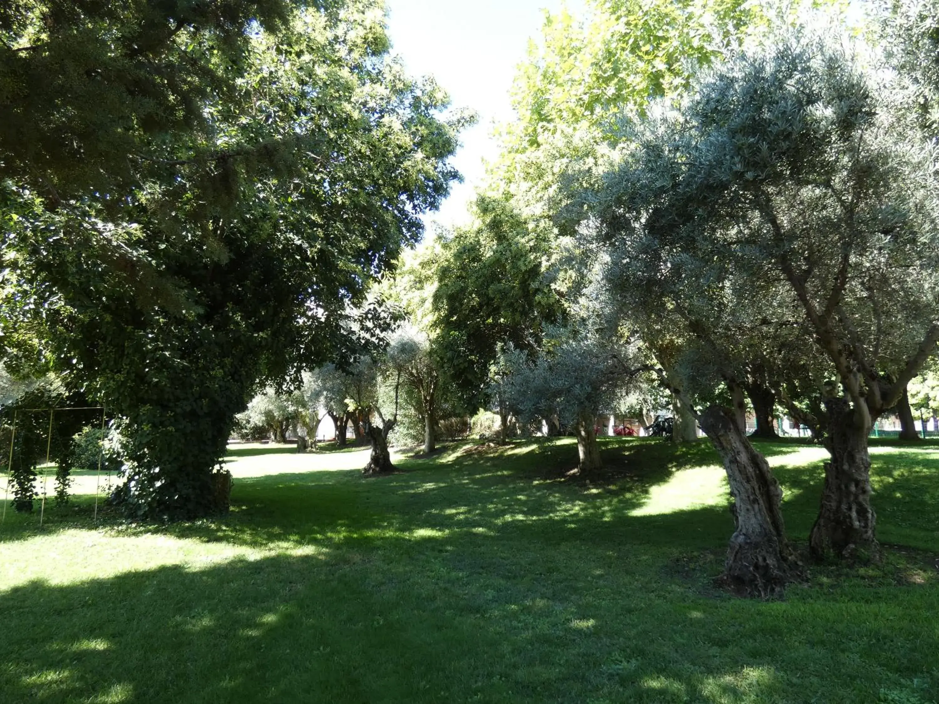 Natural landscape, Garden in Hotel Los Olivos