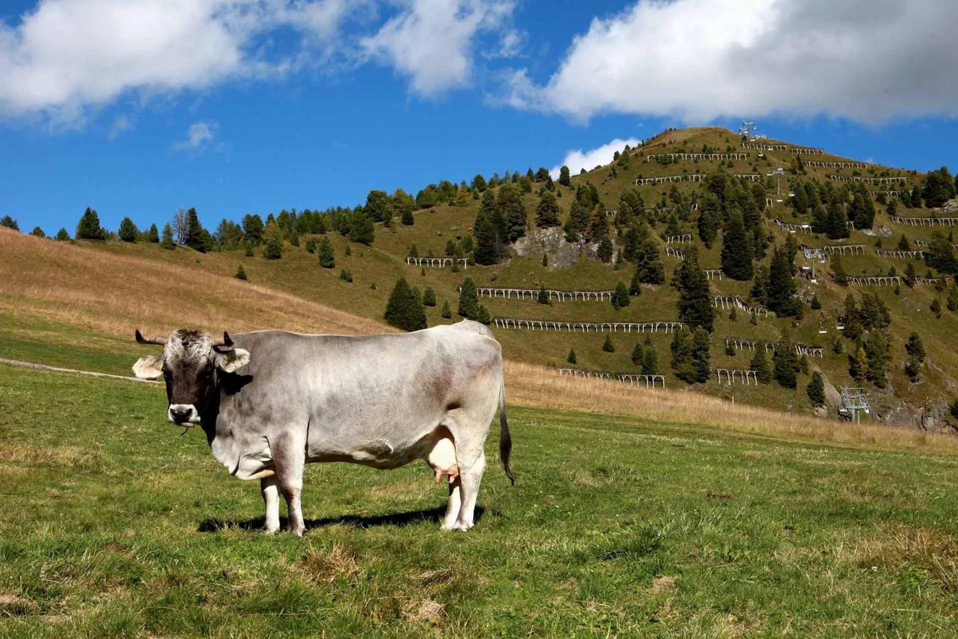 Day in Götznerhof - Self-Check-in