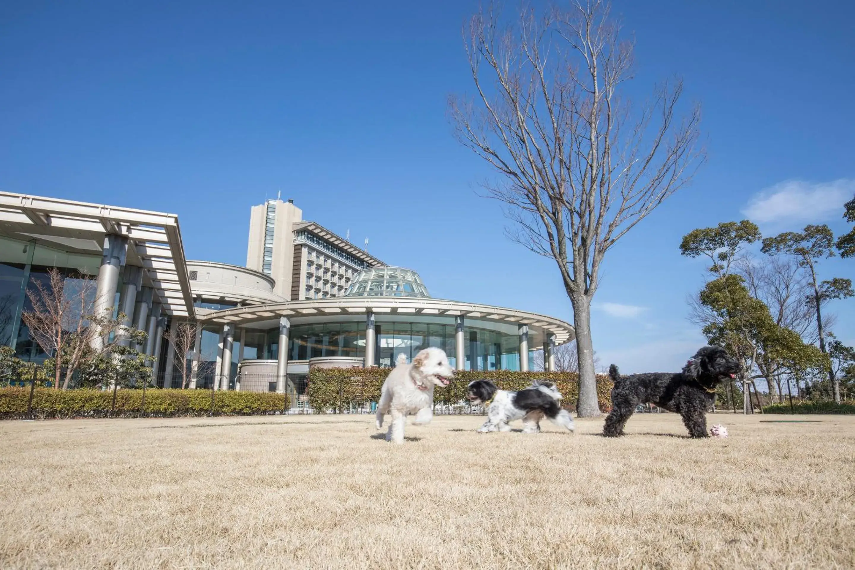 Double Room - Dog Friendly in Hilton Odawara Resort & Spa Double Room - Dog Friendly in Hilton Odawara Resort & Spa