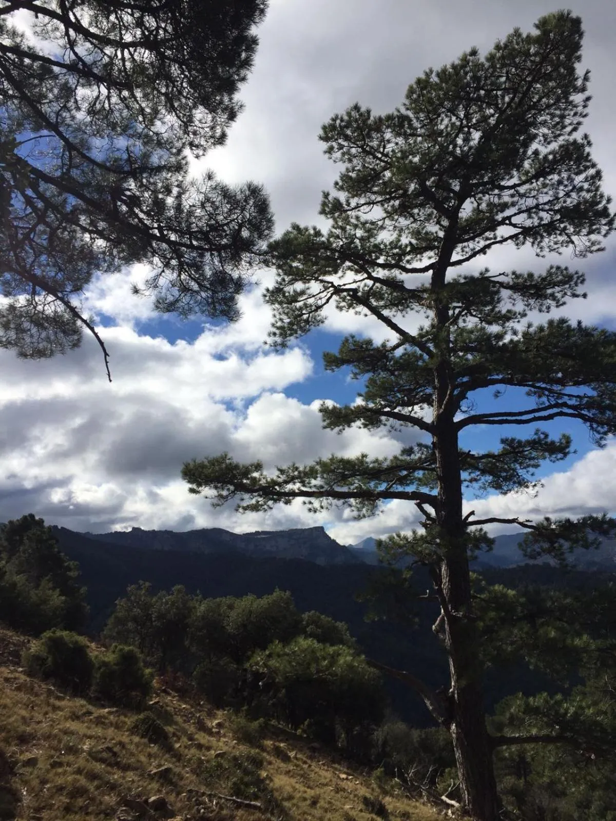Natural landscape in Apartamentos Valle del Guadalquivir