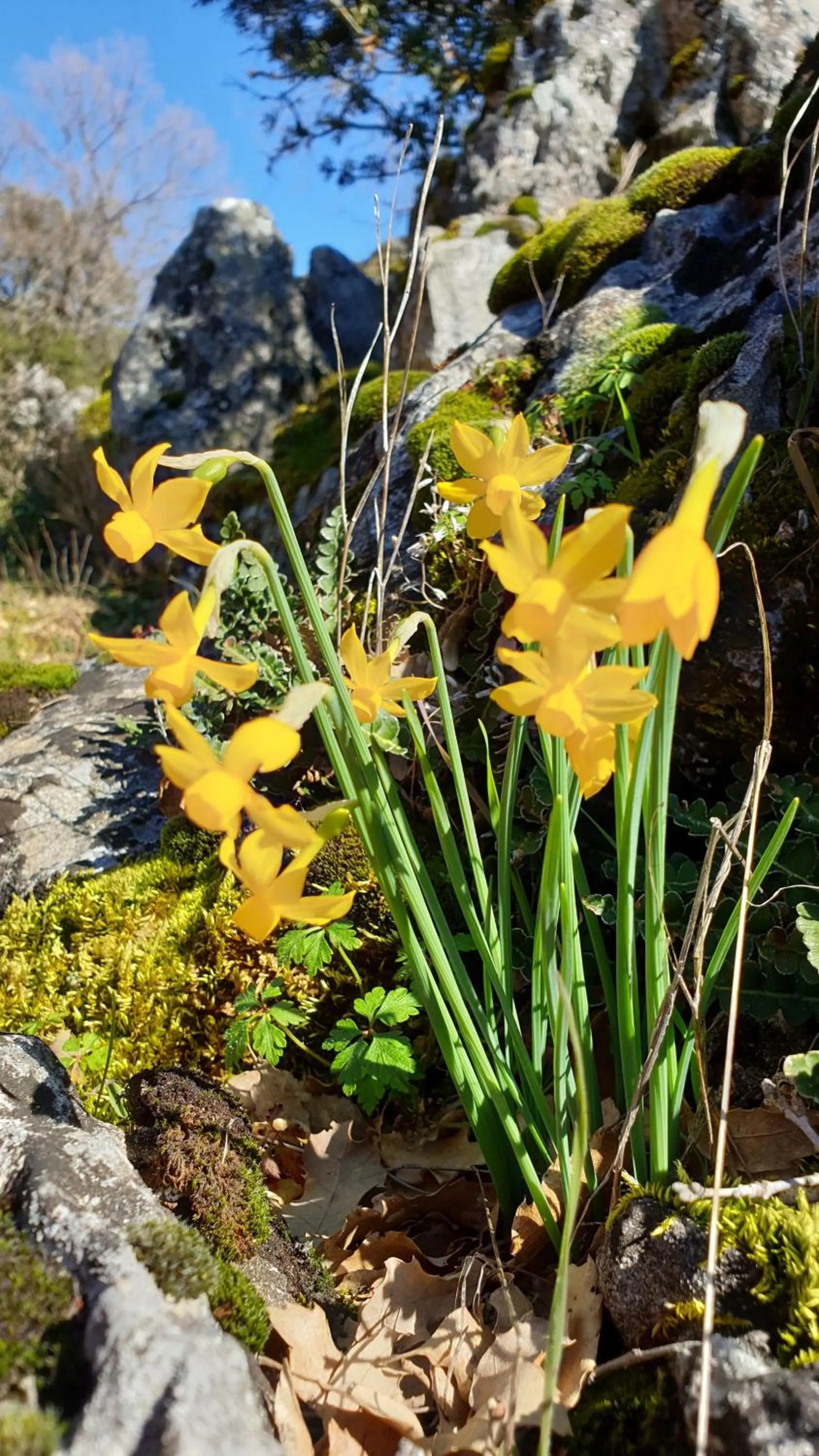 Natural landscape in Apartamentos Valle del Guadalquivir